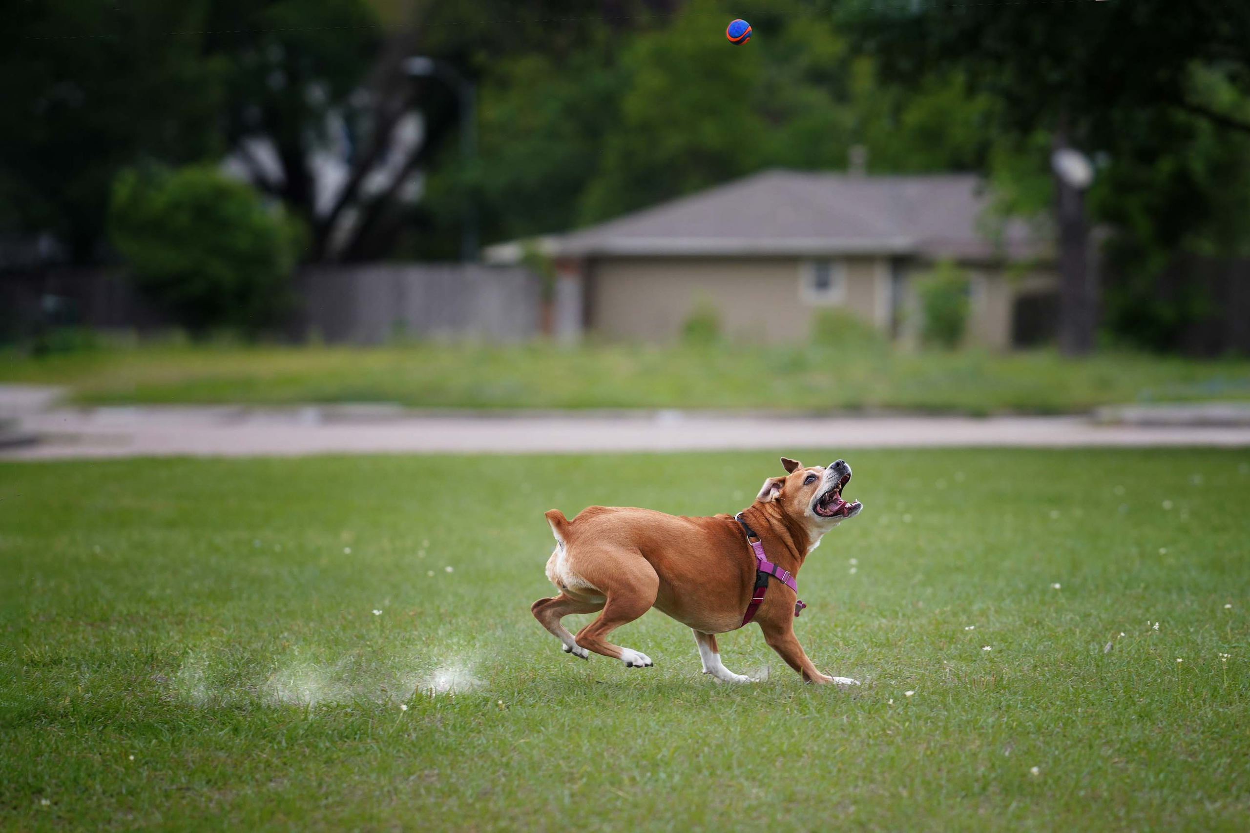 Nala. Photographer Irina Kozhemyakina. Houston