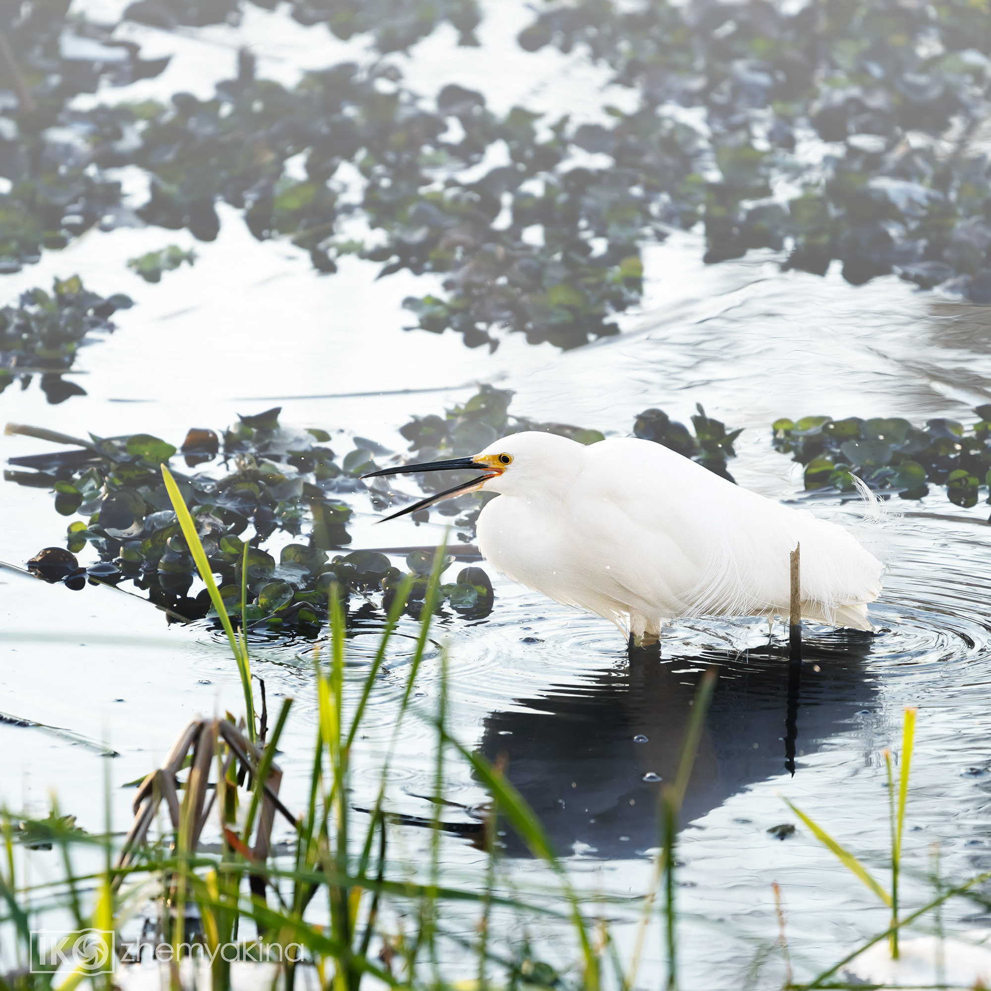 Brazos Bend State Park — Texas Parks and Wildlife. Photographer Irina Kozhemyakina. Houston