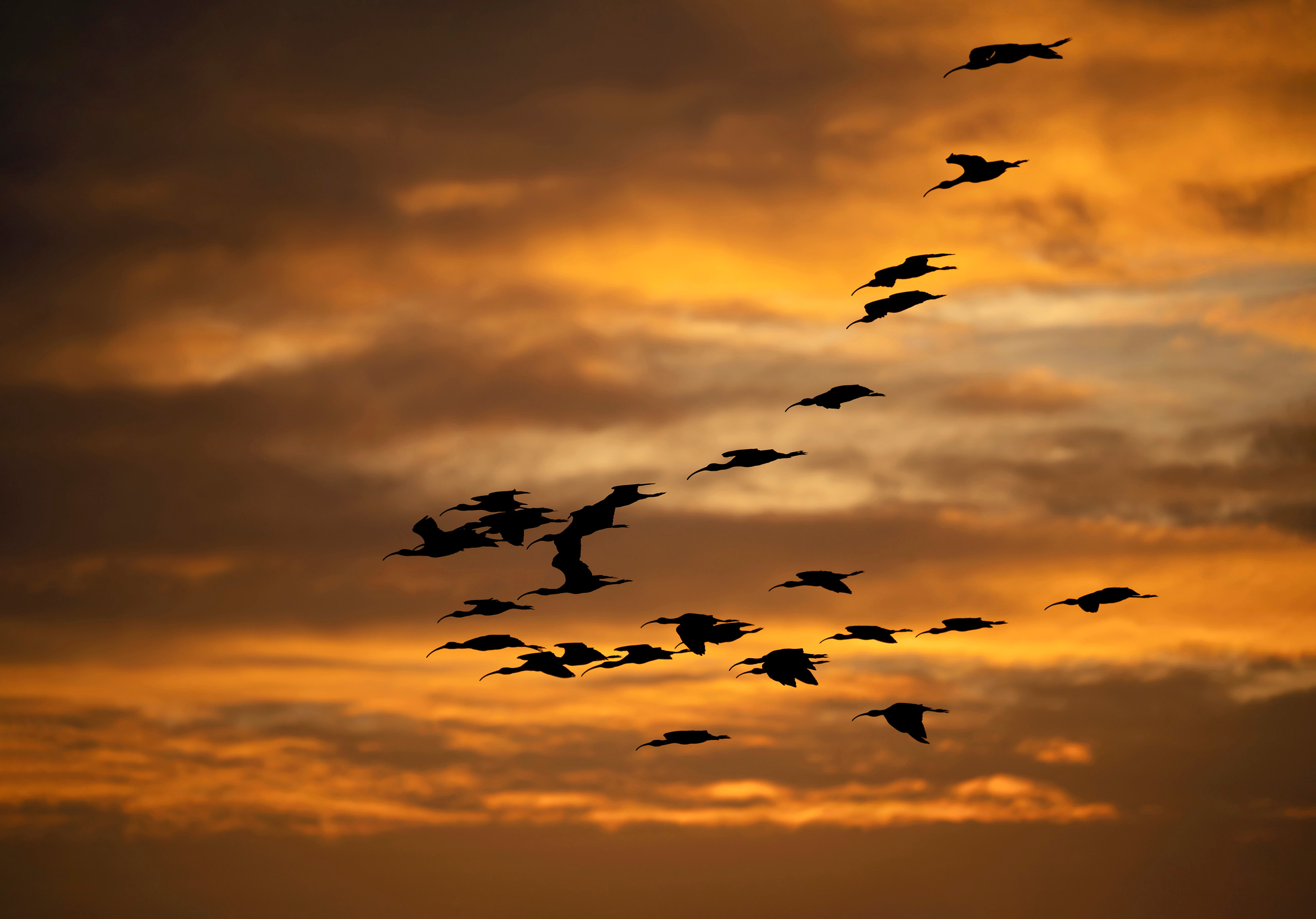 Anahuac National Wildlife Refuge. Photographer Irina Kozhemyakina. Houston