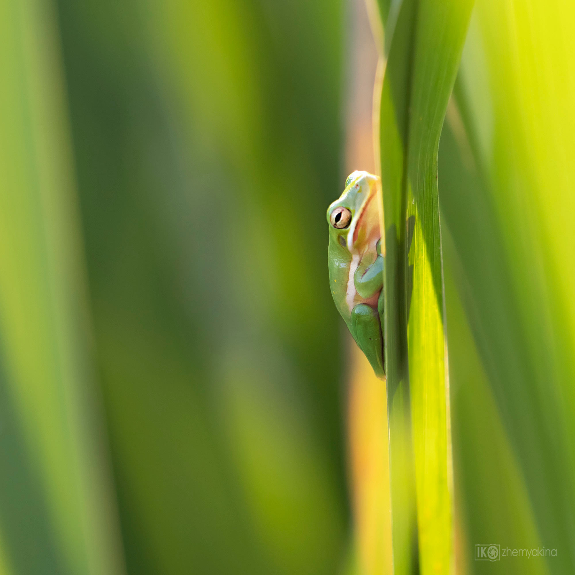 Brazos Bend State Park — Texas Parks and Wildlife. Photographer Irina Kozhemyakina. Houston
