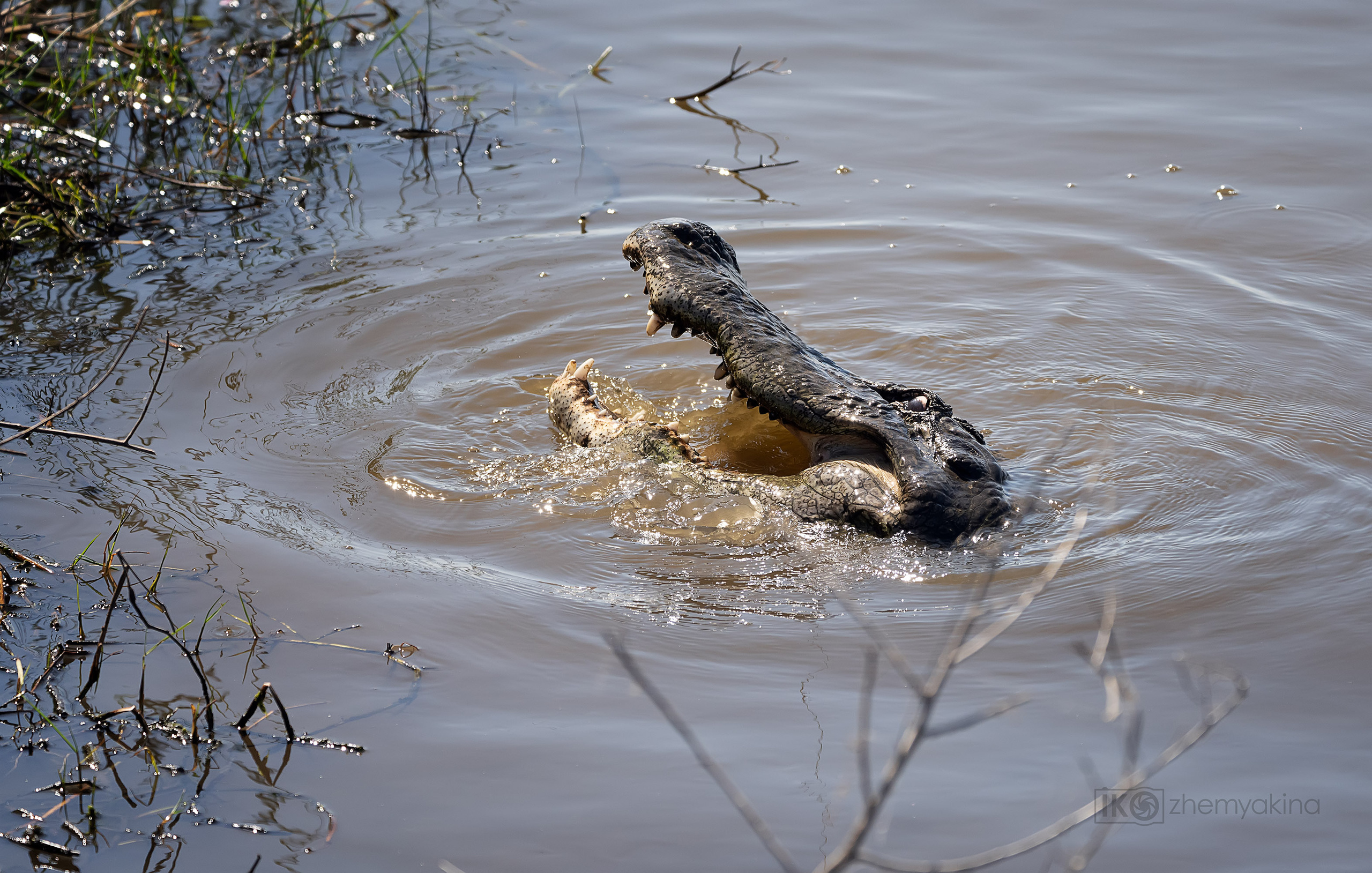 San Bernard National Wildlife. Photographer Irina Kozhemyakina. Houston