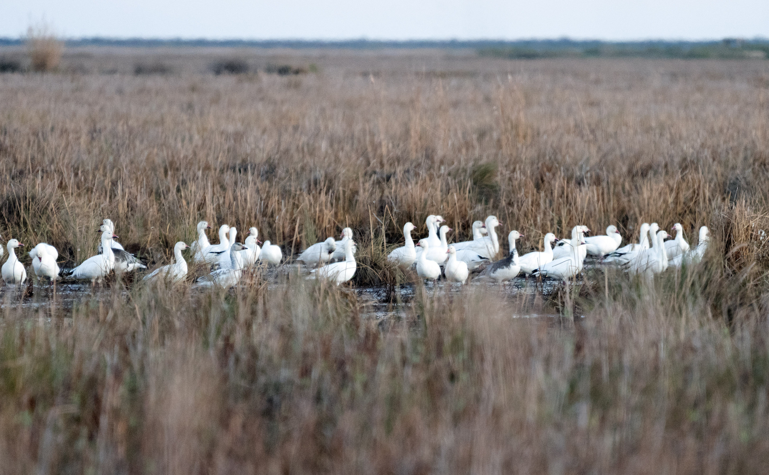 San Bernard National Wildlife. Photographer Irina Kozhemyakina. Houston