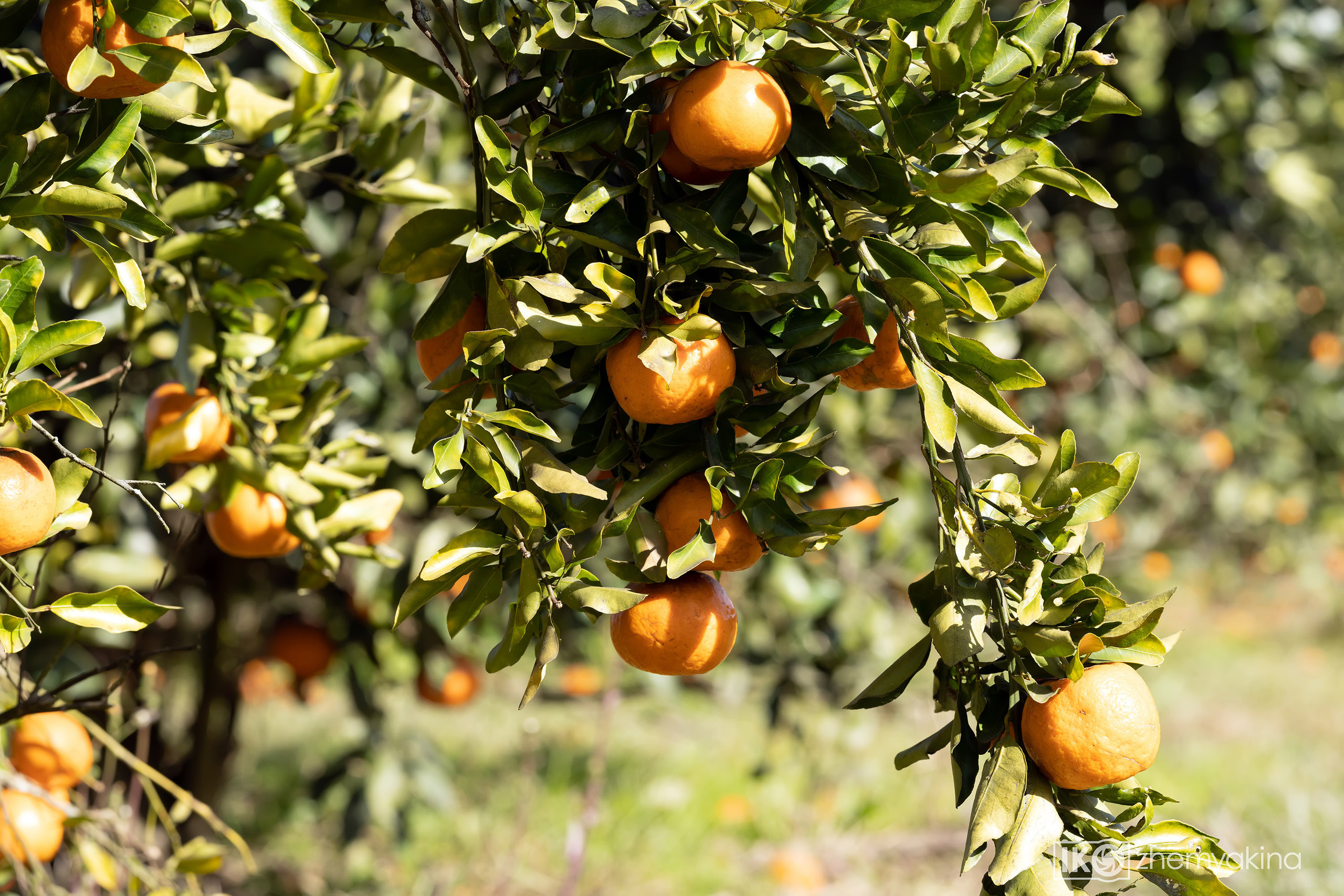 Citrus picking. Photographer Irina Kozhemyakina. Houston