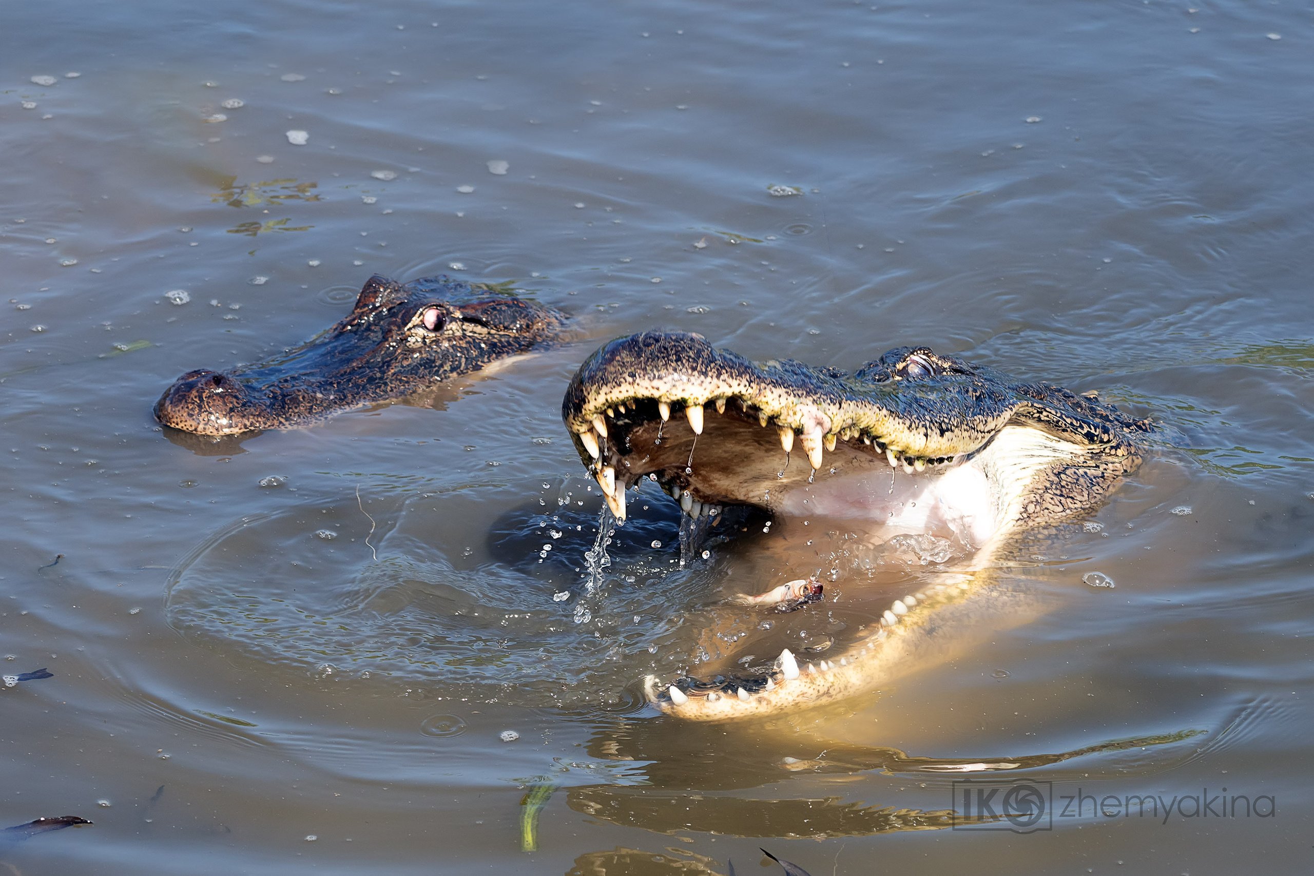 San Bernard National Wildlife. Photographer Irina Kozhemyakina. Houston