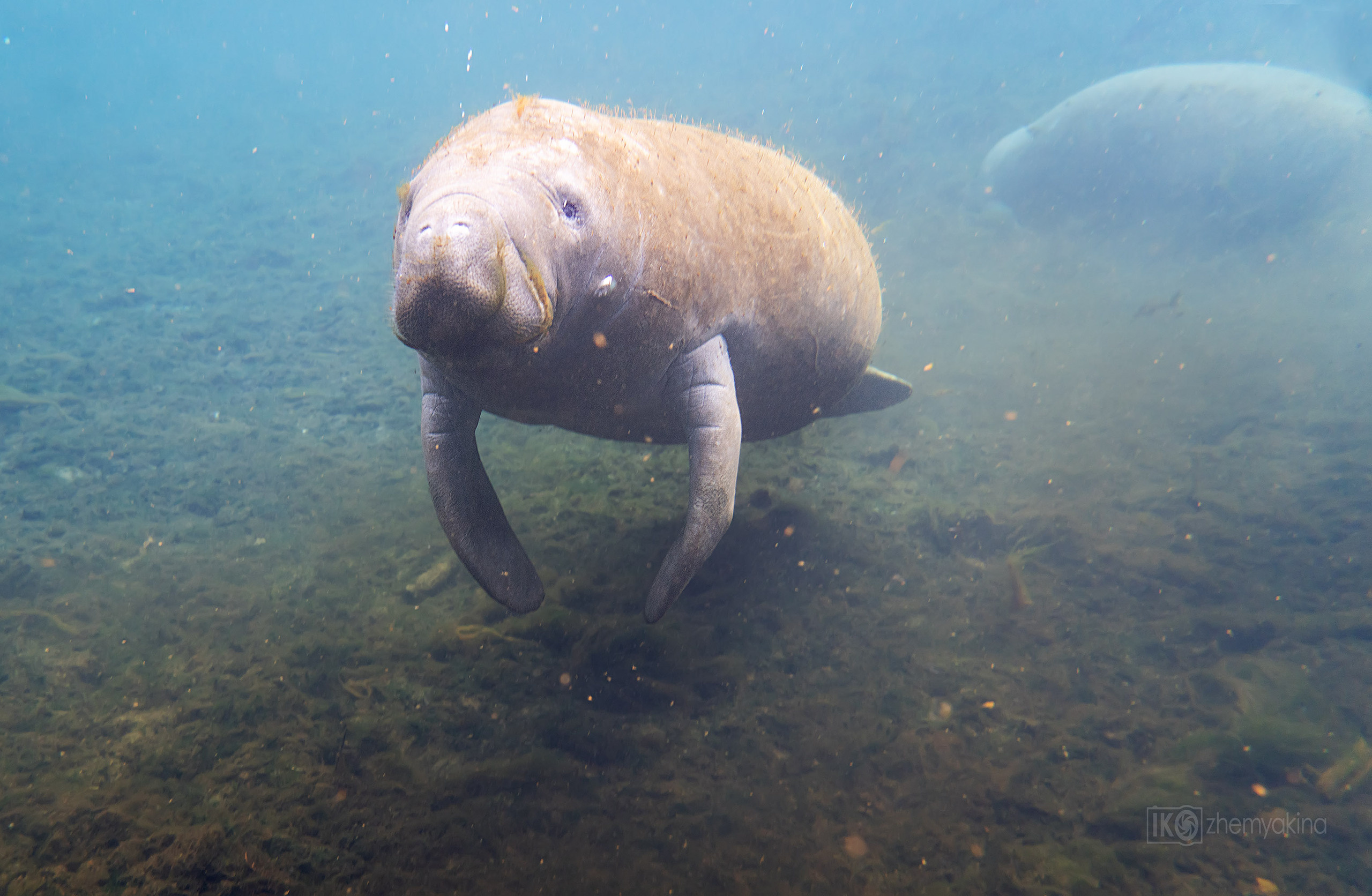 Manatee Springs State Park. Photographer Irina Kozhemyakina. Houston