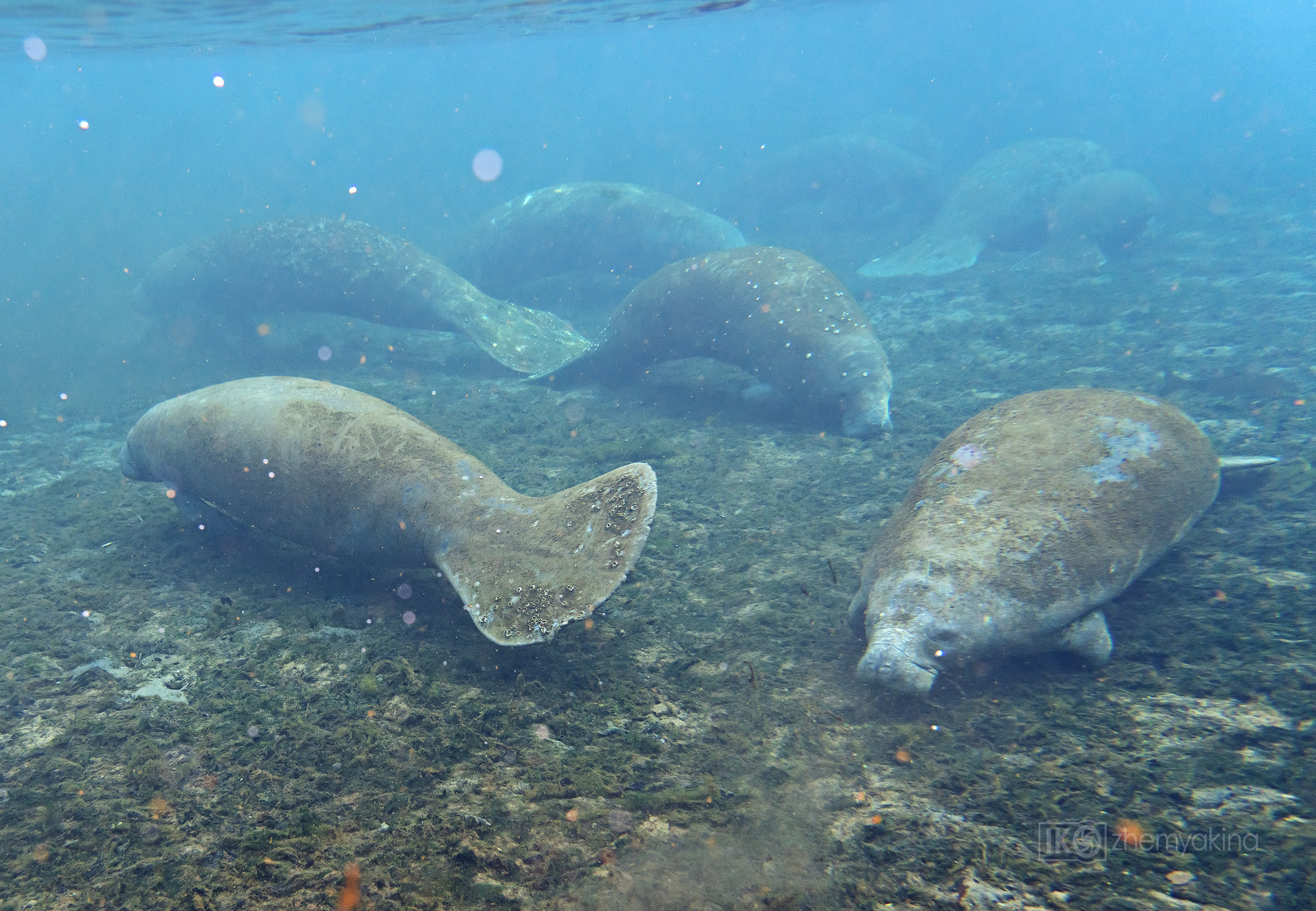 Manatee Springs State Park. Photographer Irina Kozhemyakina. Houston