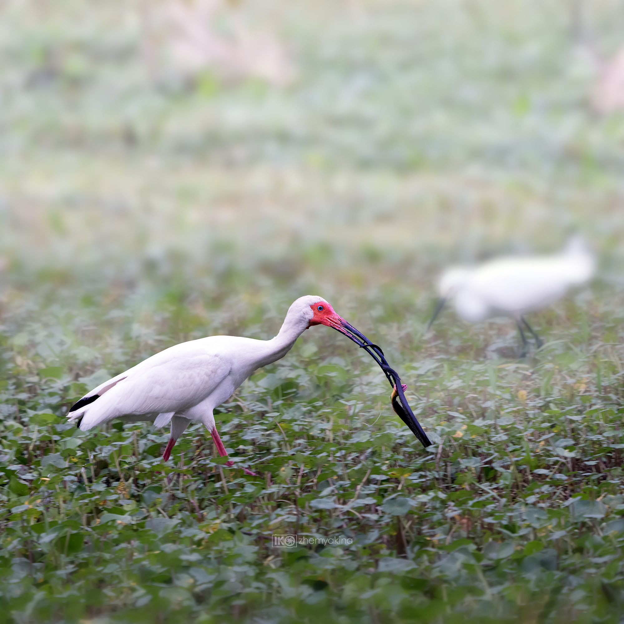 Brazos Bend State Park — Texas Parks and Wildlife. Photographer Irina Kozhemyakina. Houston
