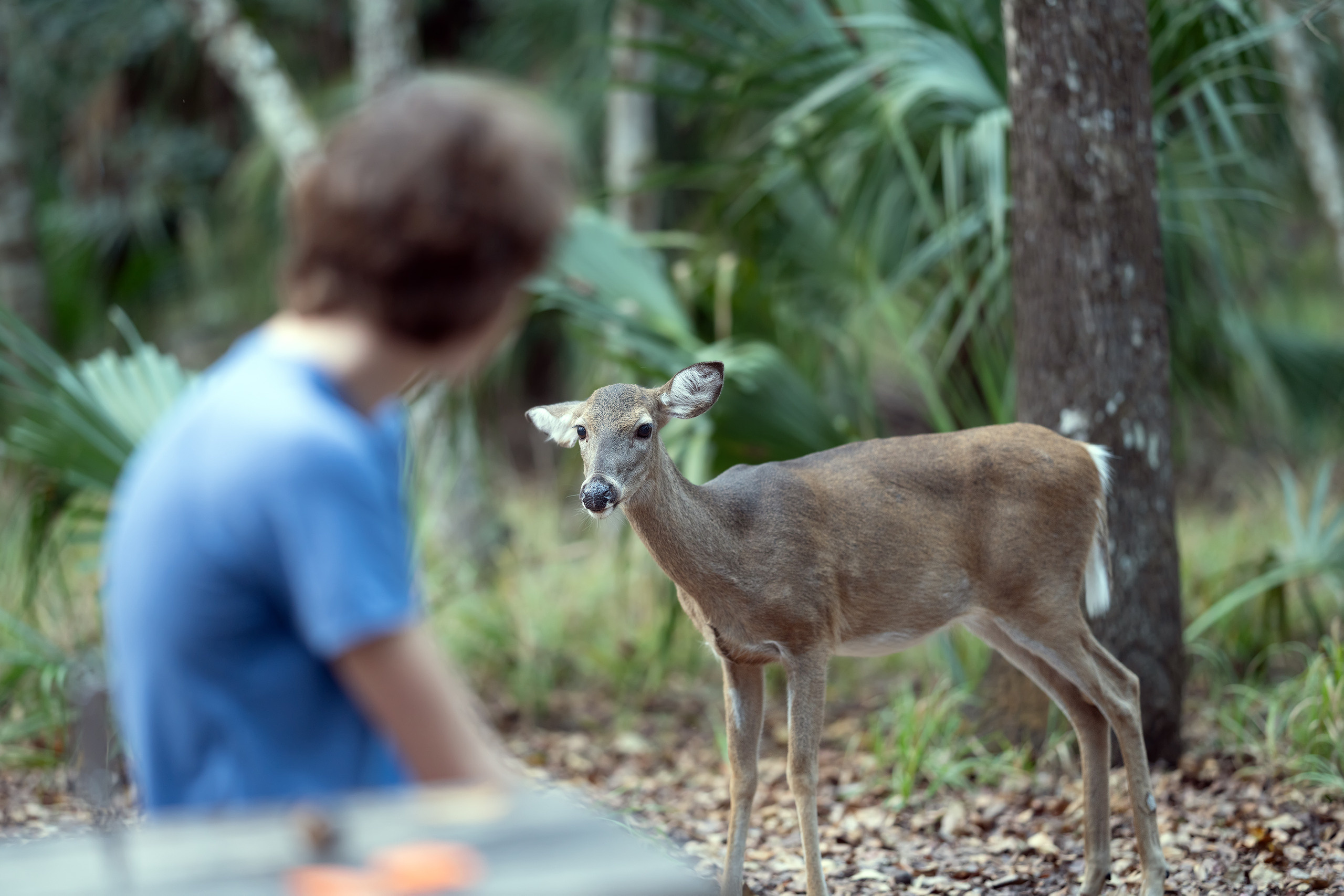 Manatee Springs State Park. Photographer Irina Kozhemyakina. Houston