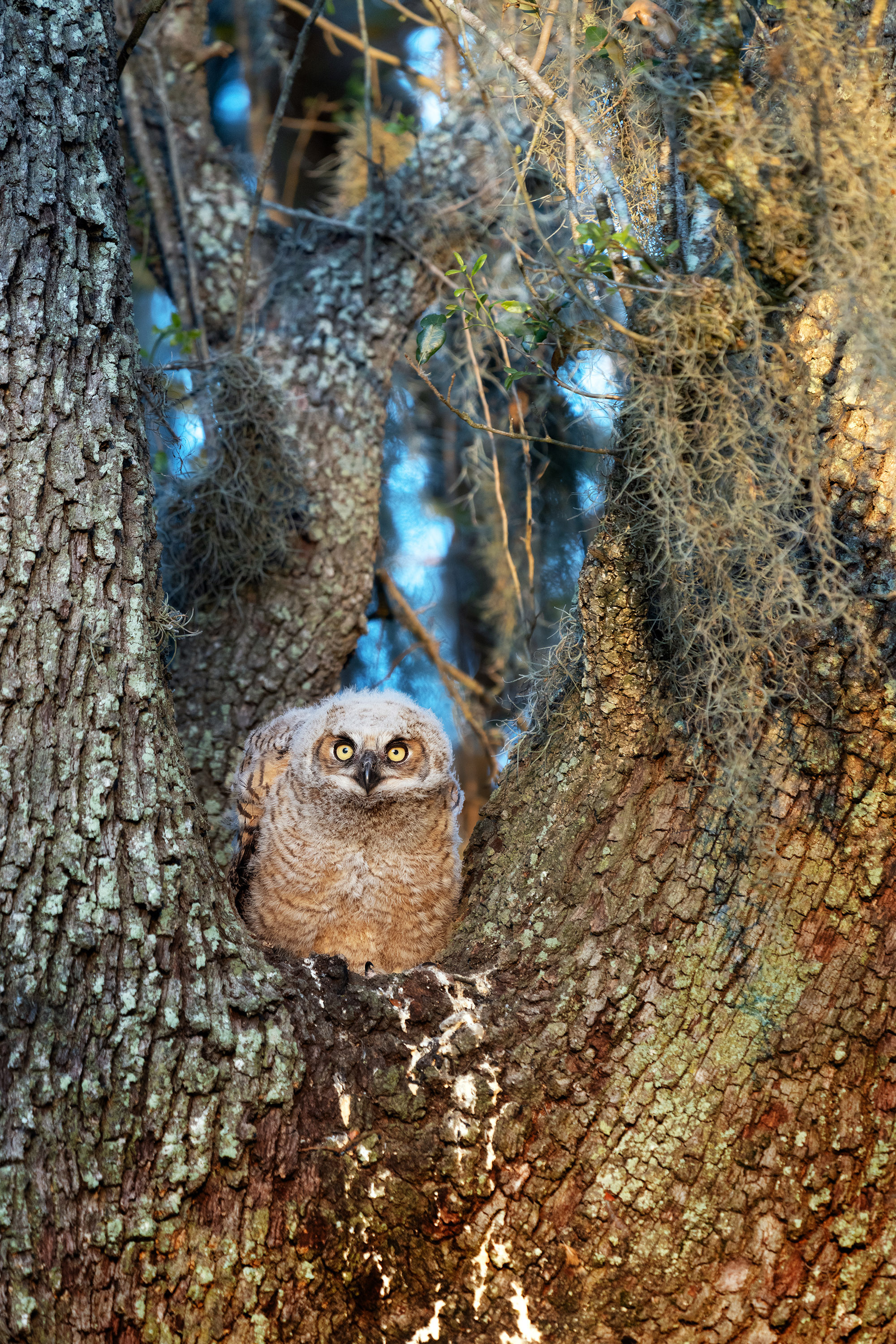 Brazos Bend State Park — Texas Parks and Wildlife. Photographer Irina Kozhemyakina. Houston