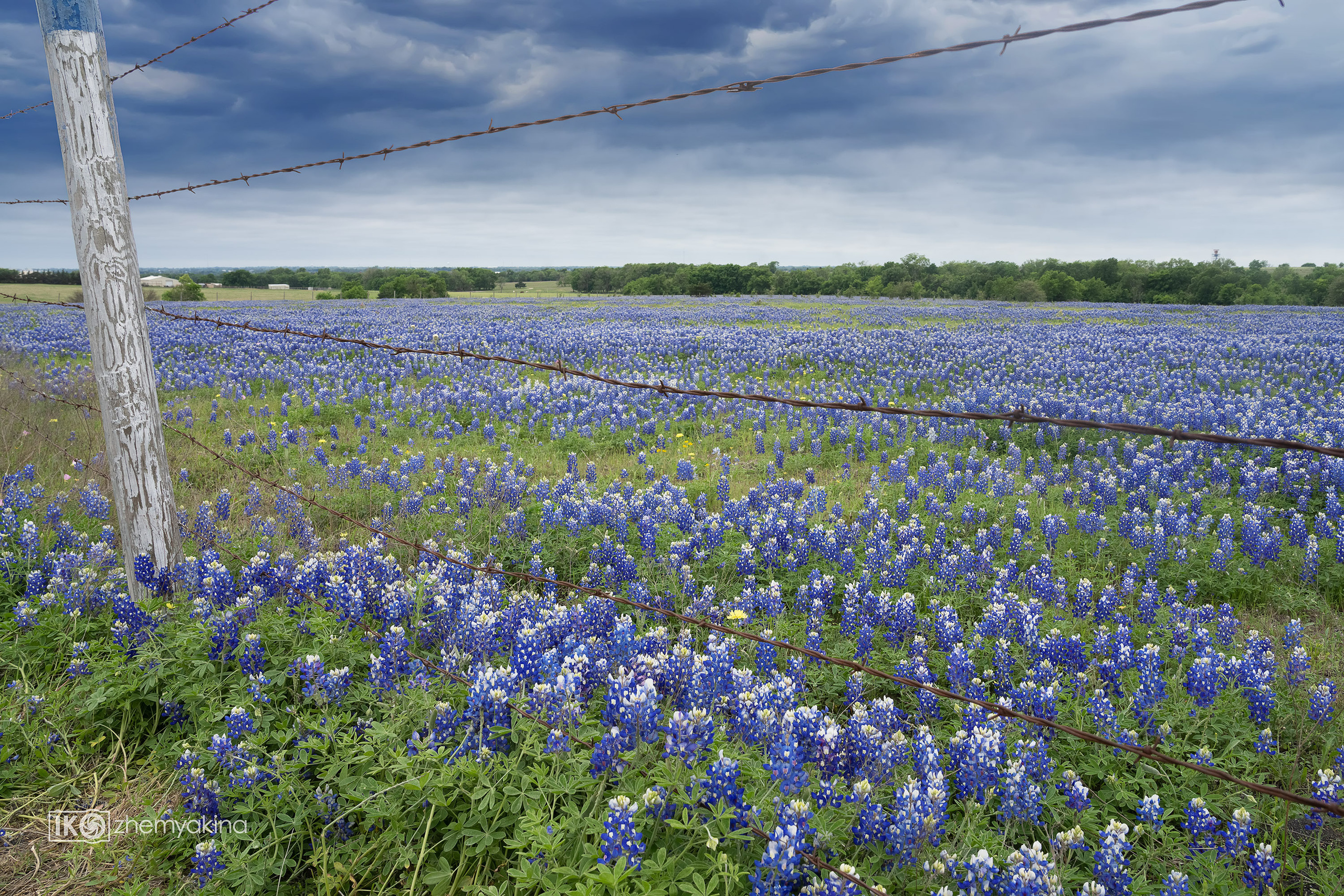 Bluebonnets. Photographer Irina Kozhemyakina. Houston