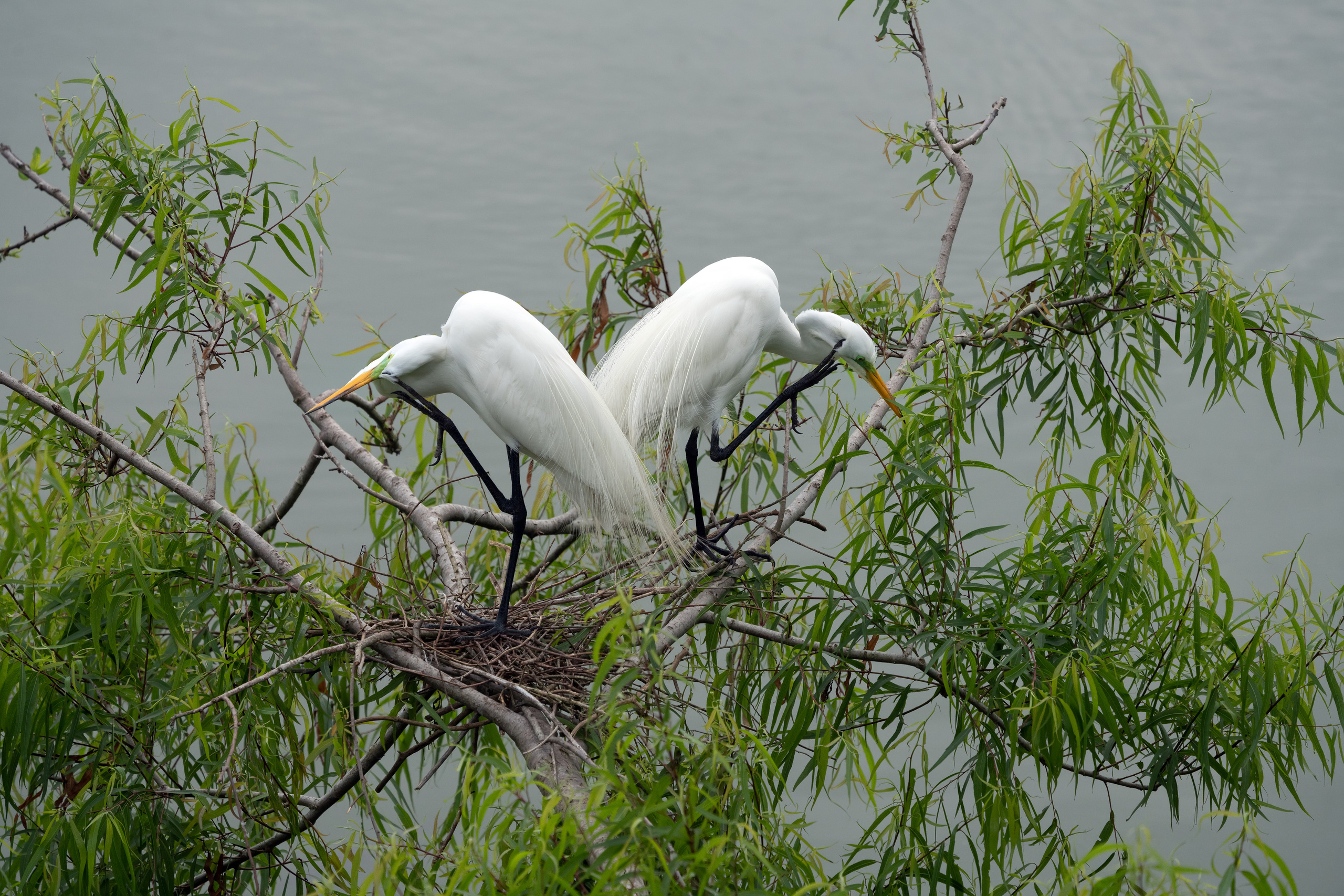 Smith Oaks Sanctuary. Photographer Irina Kozhemyakina. Houston