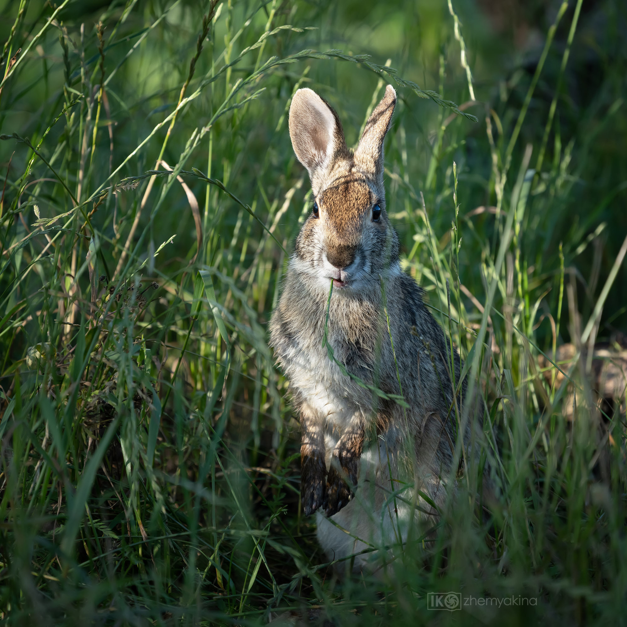 Brazos Bend State Park — Texas Parks and Wildlife. Photographer Irina Kozhemyakina. Houston