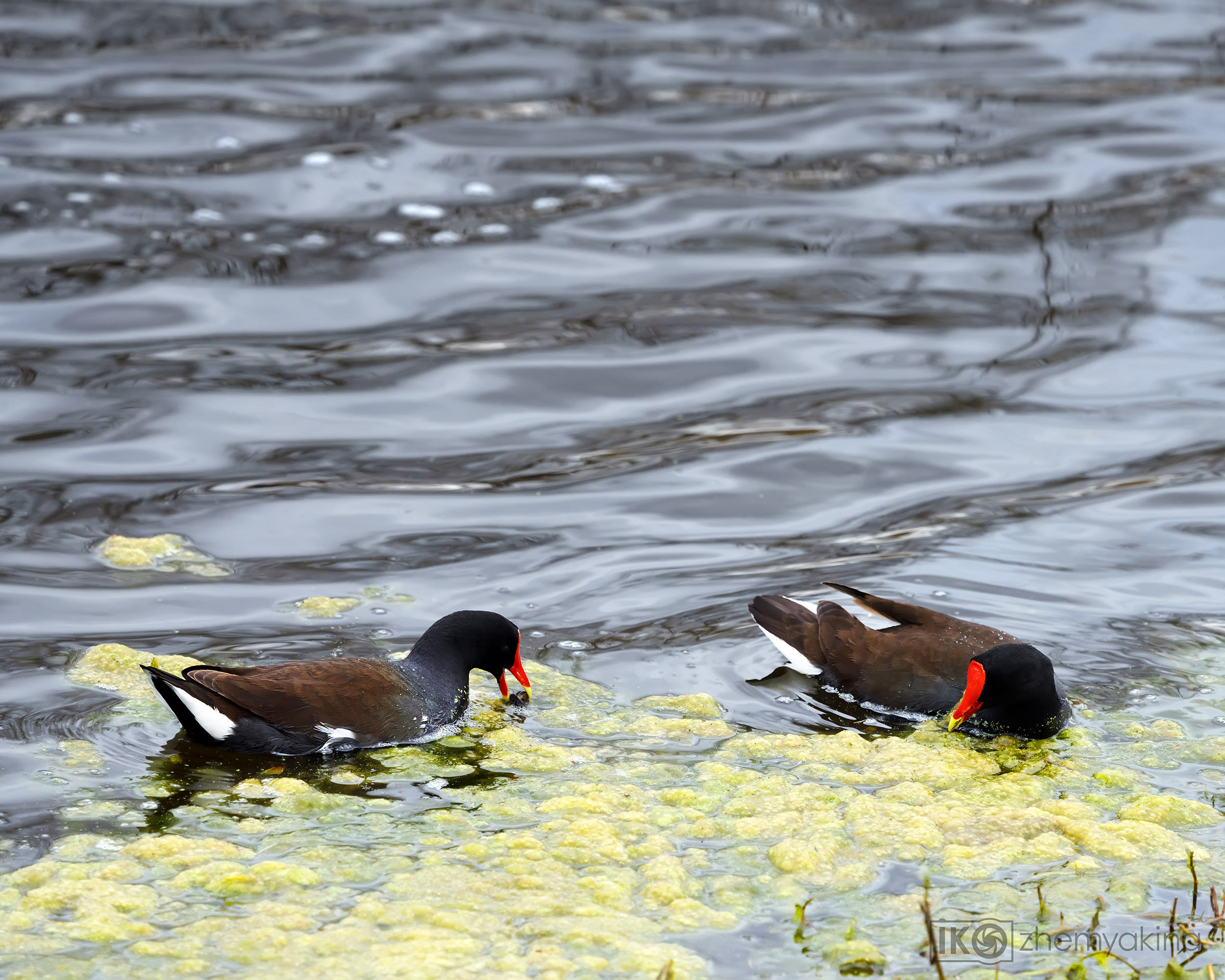 Brazos Bend State Park — Texas Parks and Wildlife. Photographer Irina Kozhemyakina. Houston