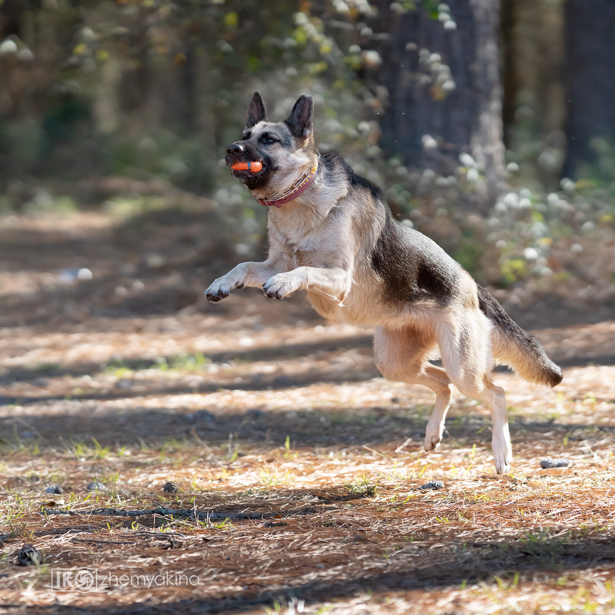Two shepherd dogs and a ball. Photographer Irina Kozhemyakina. Houston