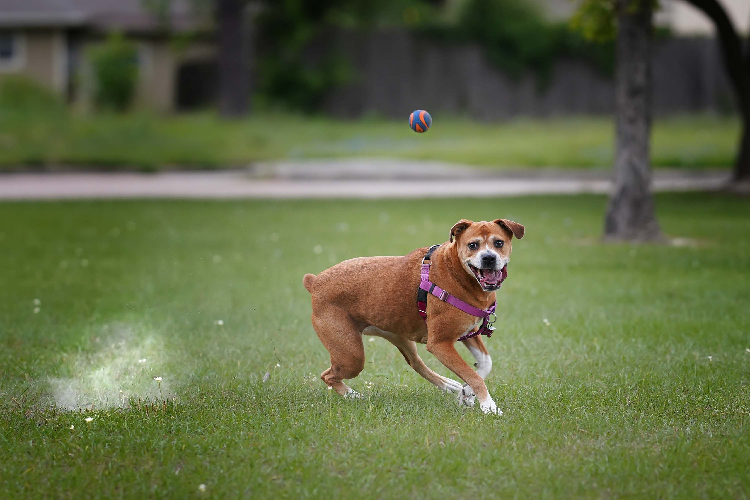 Nala. Photographer Irina Kozhemyakina. Houston