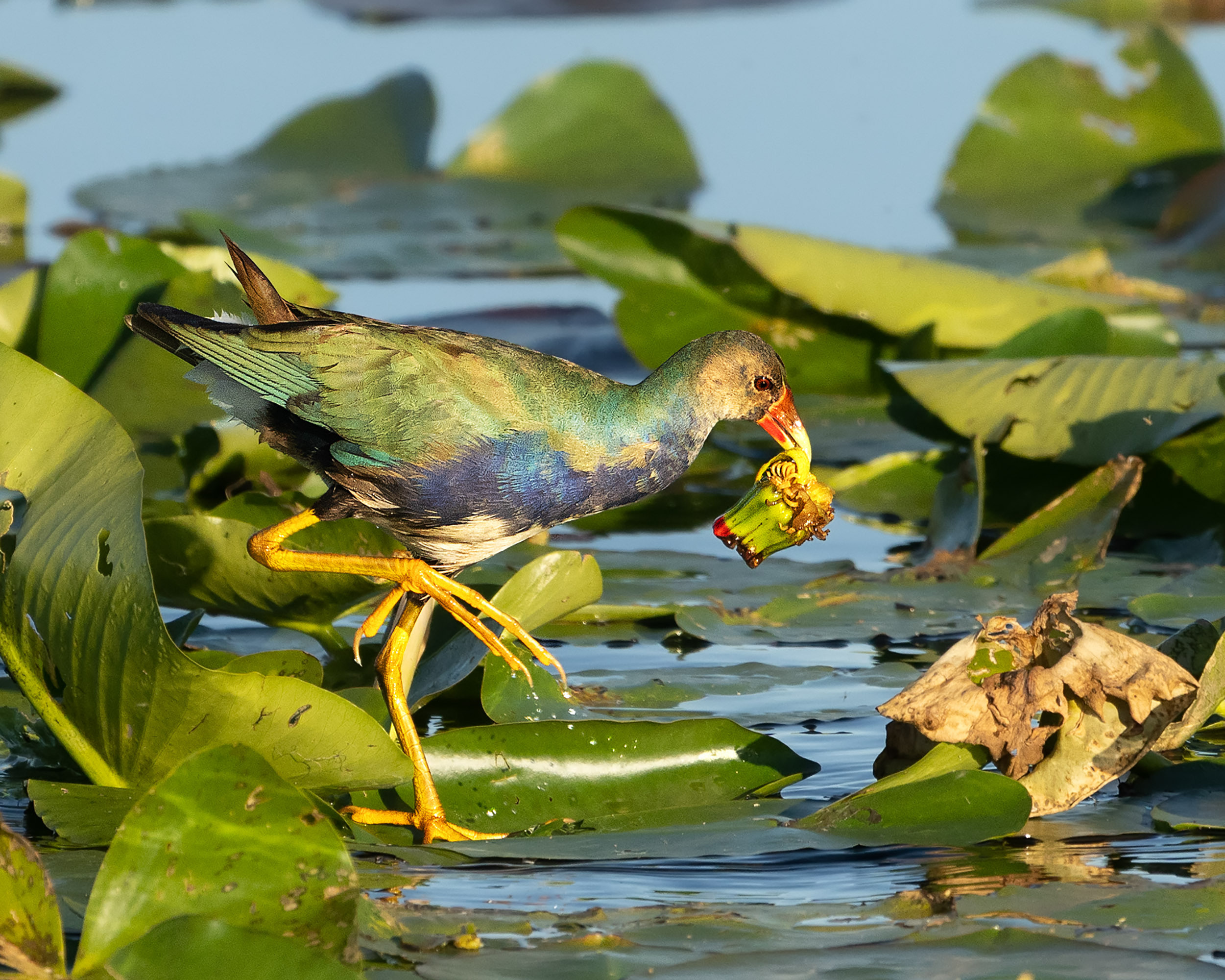 Brazos Bend State Park — Texas Parks and Wildlife. Photographer Irina Kozhemyakina. Houston