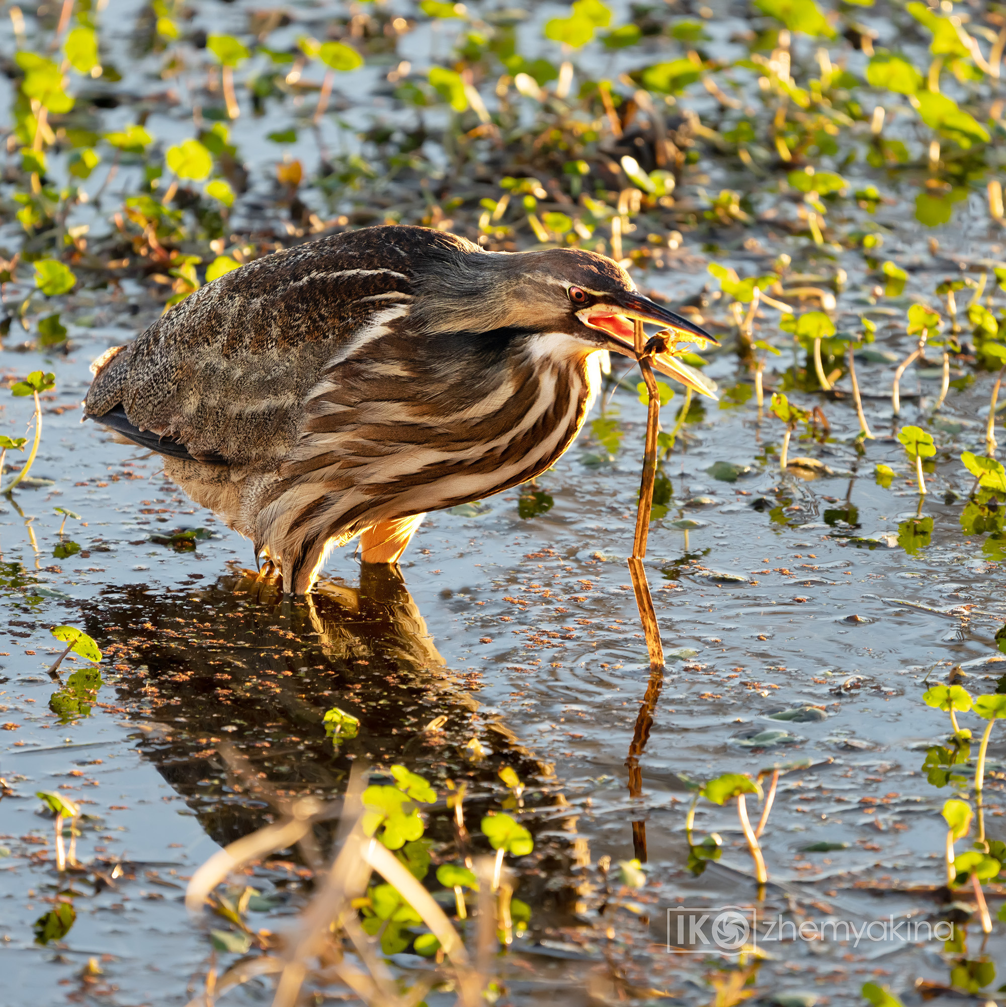 Brazos Bend State Park — Texas Parks and Wildlife. Photographer Irina Kozhemyakina. Houston