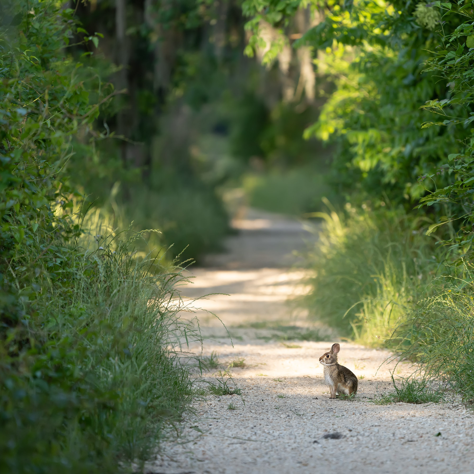 Brazos Bend State Park — Texas Parks and Wildlife. Photographer Irina Kozhemyakina. Houston