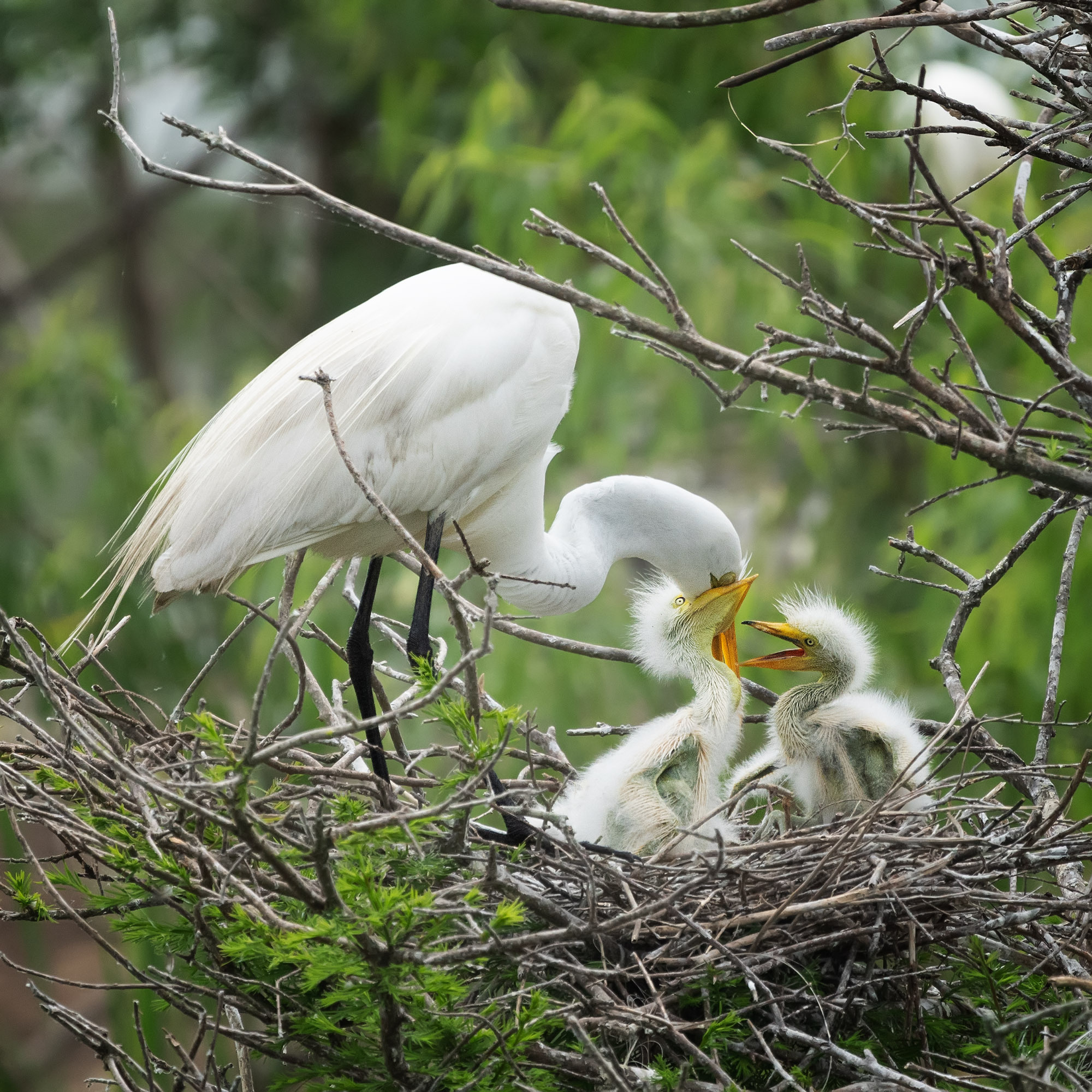 Smith Oaks Sanctuary. Photographer Irina Kozhemyakina. Houston