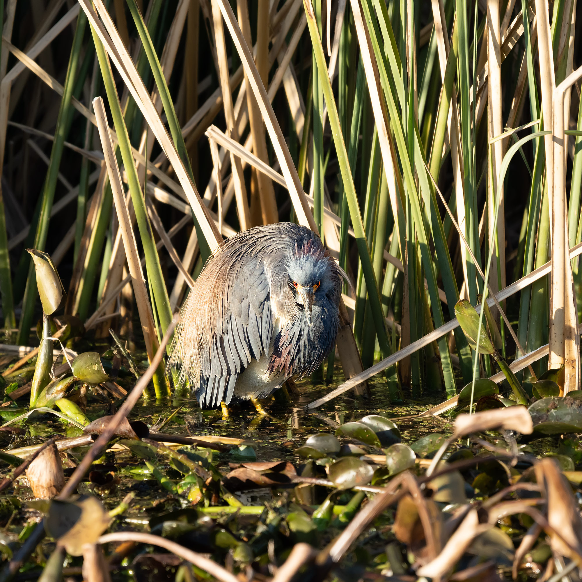 Brazos Bend State Park — Texas Parks and Wildlife. Photographer Irina Kozhemyakina. Houston