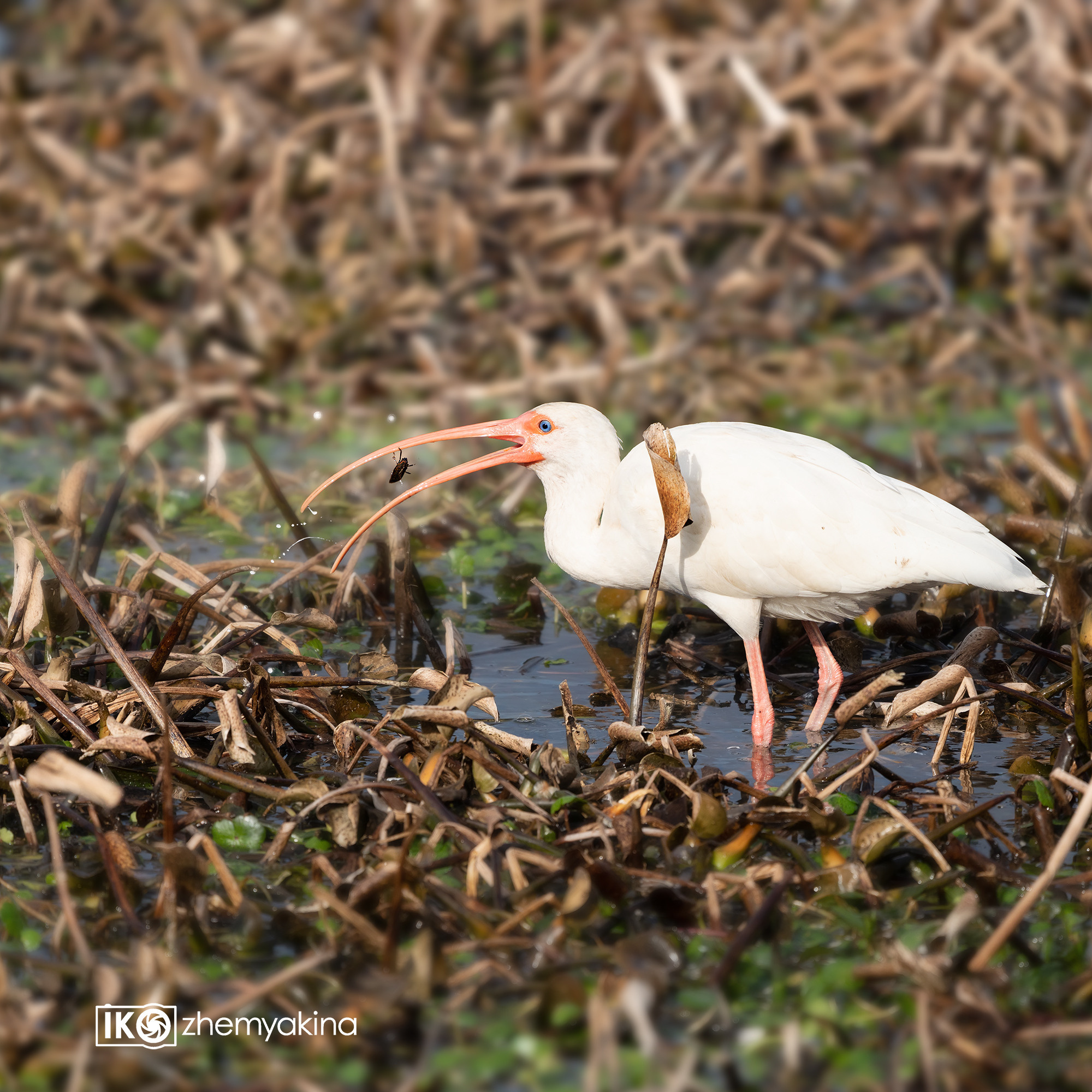 Brazos Bend State Park — Texas Parks and Wildlife. Photographer Irina Kozhemyakina. Houston