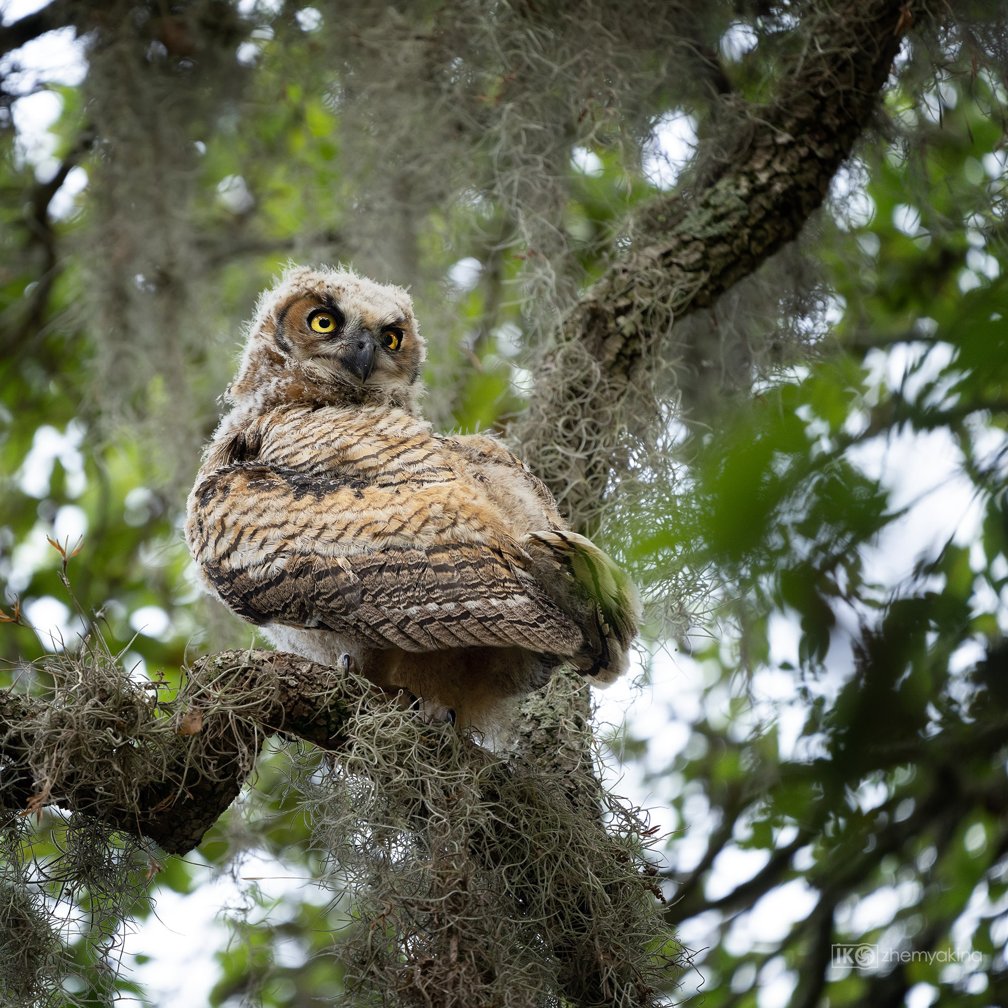 Brazos Bend State Park — Texas Parks and Wildlife. Photographer Irina Kozhemyakina. Houston