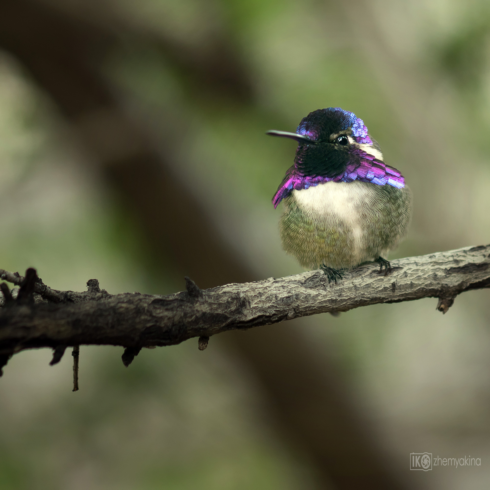 hummingbird; bird; nature; wildlife; green; animal; flower; background; wild; small; tropical; beautiful; forest; wing; america; Chupaflor Garganta Violeta; smallest bird; Costa's hummingbird