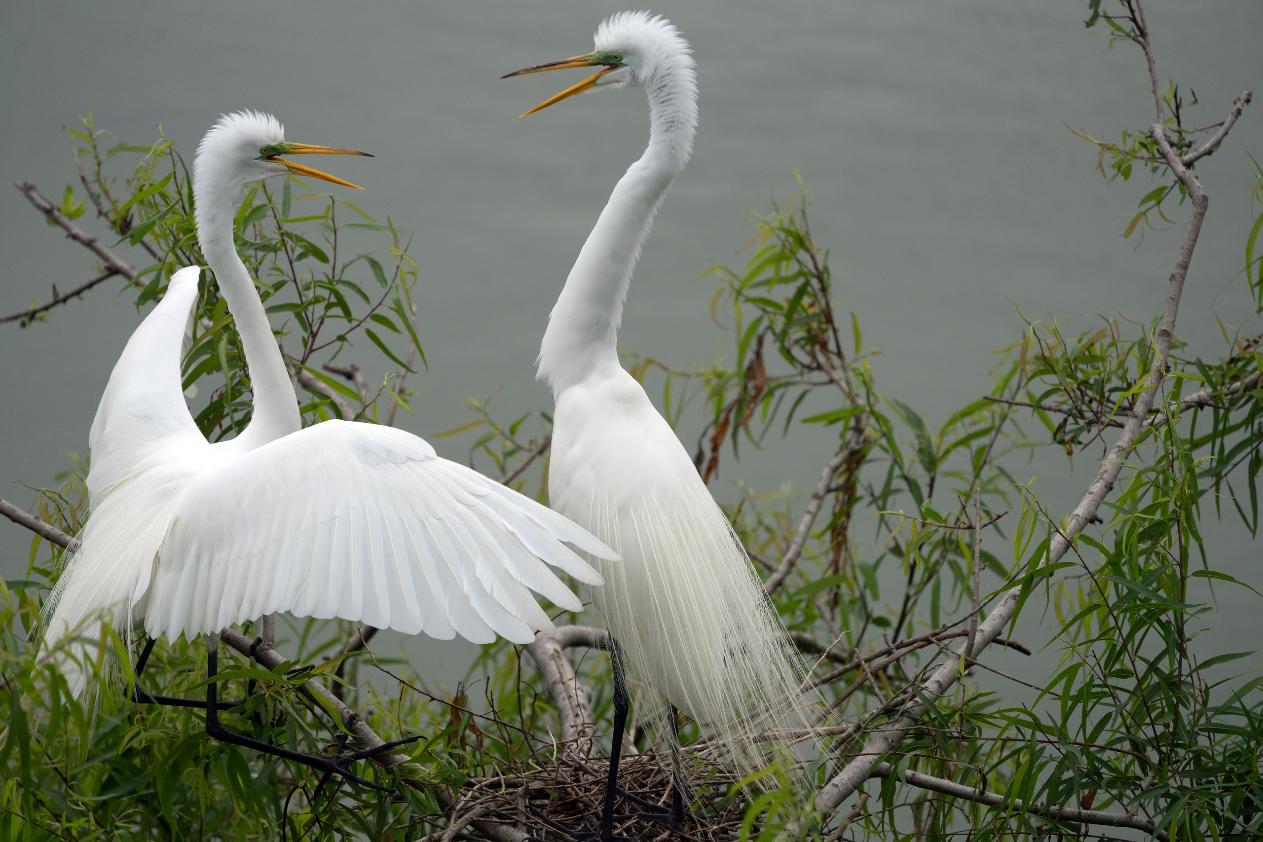 Smith Oaks Sanctuary. Photographer Irina Kozhemyakina. Houston