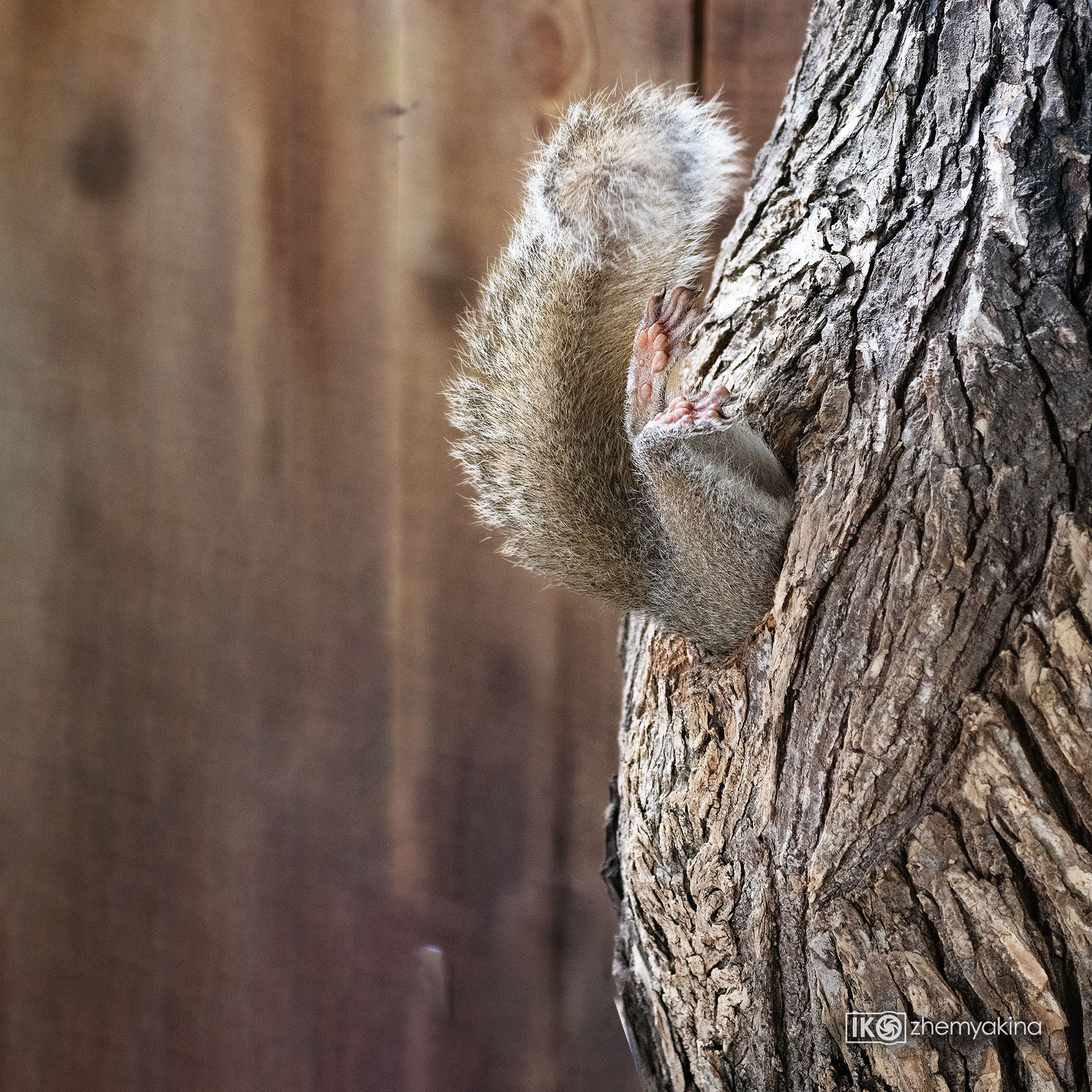 Squirrel. Photographer Irina Kozhemyakina. Houston