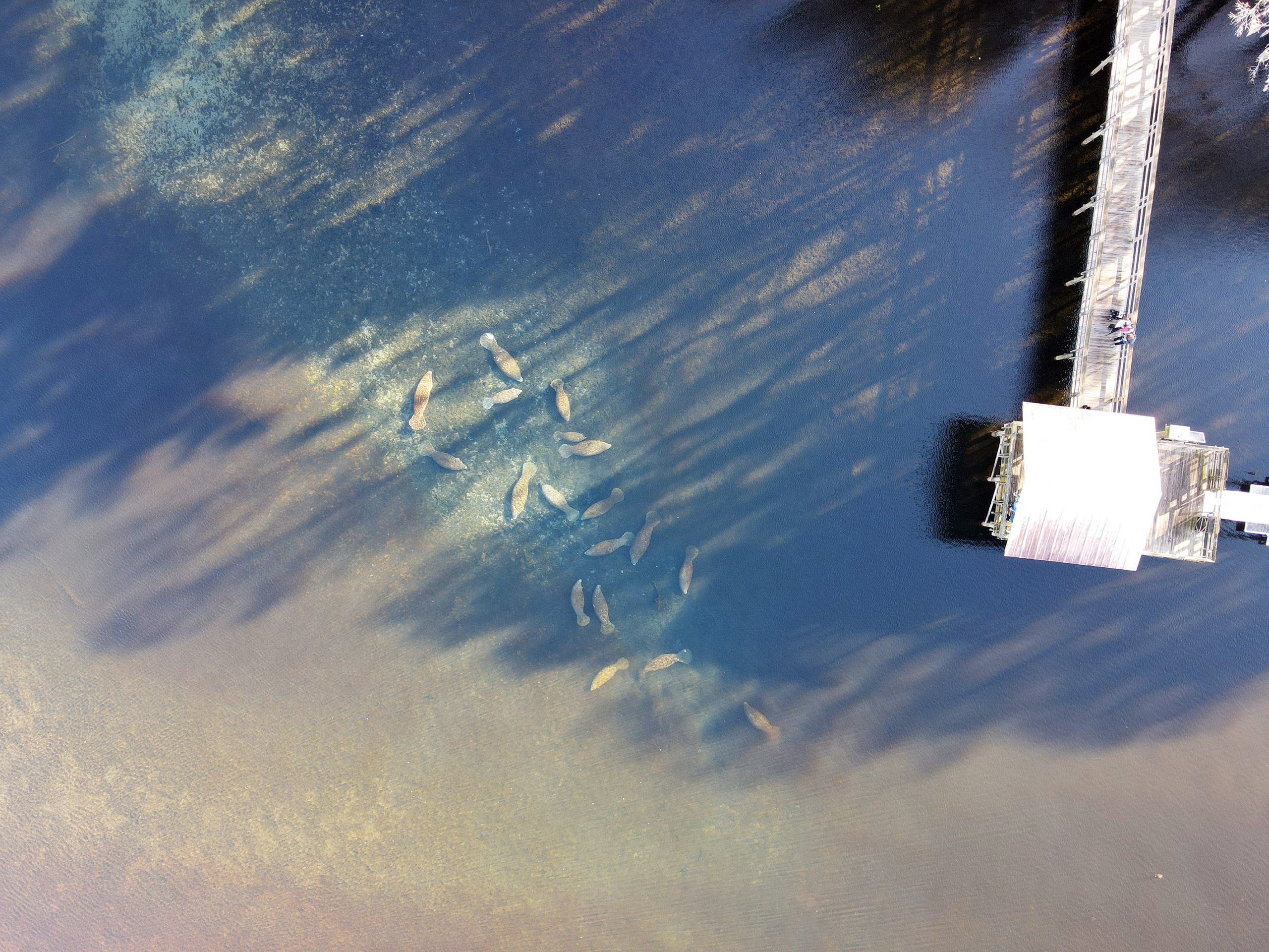 Manatee Springs State Park. Photographer Irina Kozhemyakina. Houston