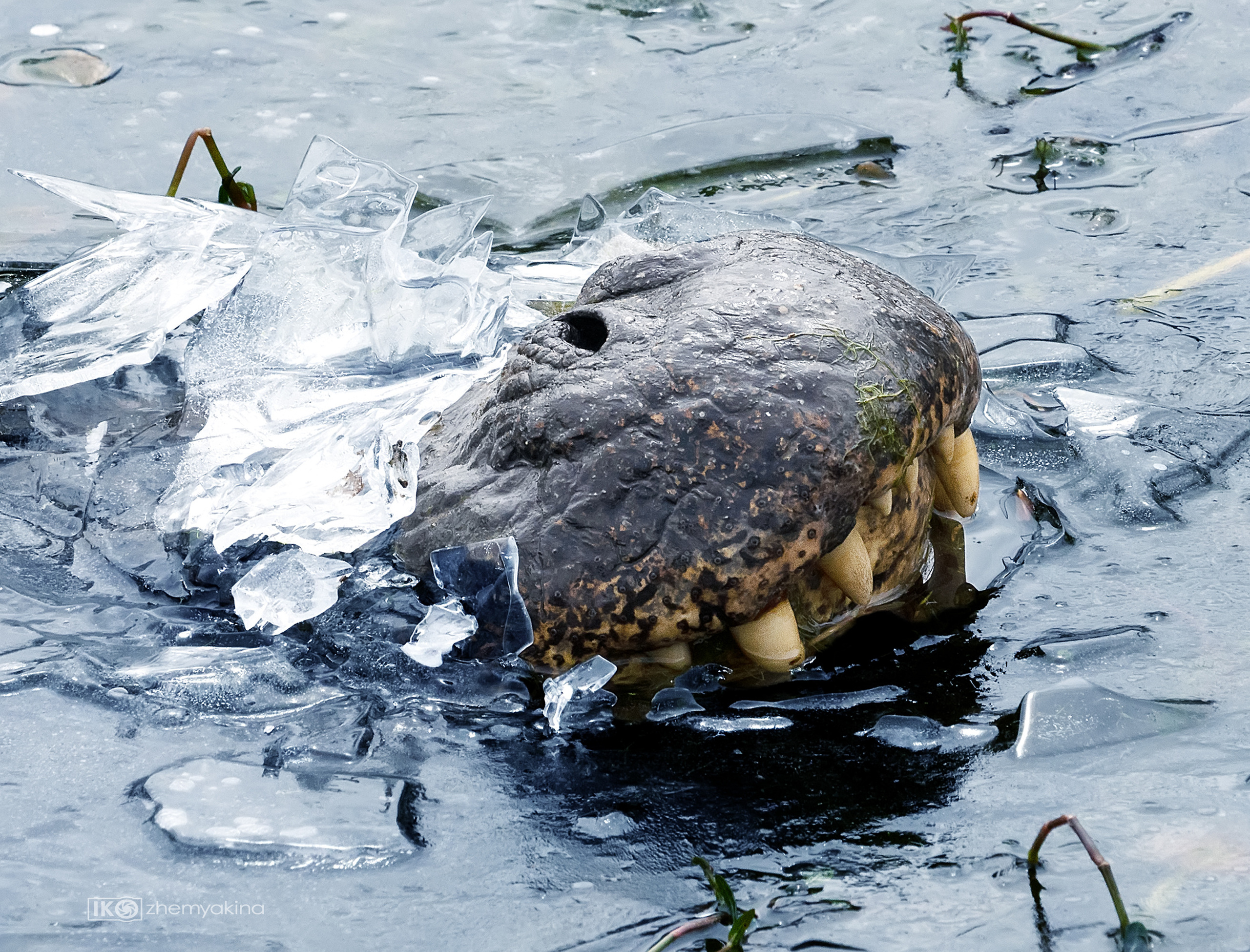 Brazos Bend State Park — Texas Parks and Wildlife. Photographer Irina Kozhemyakina. Houston