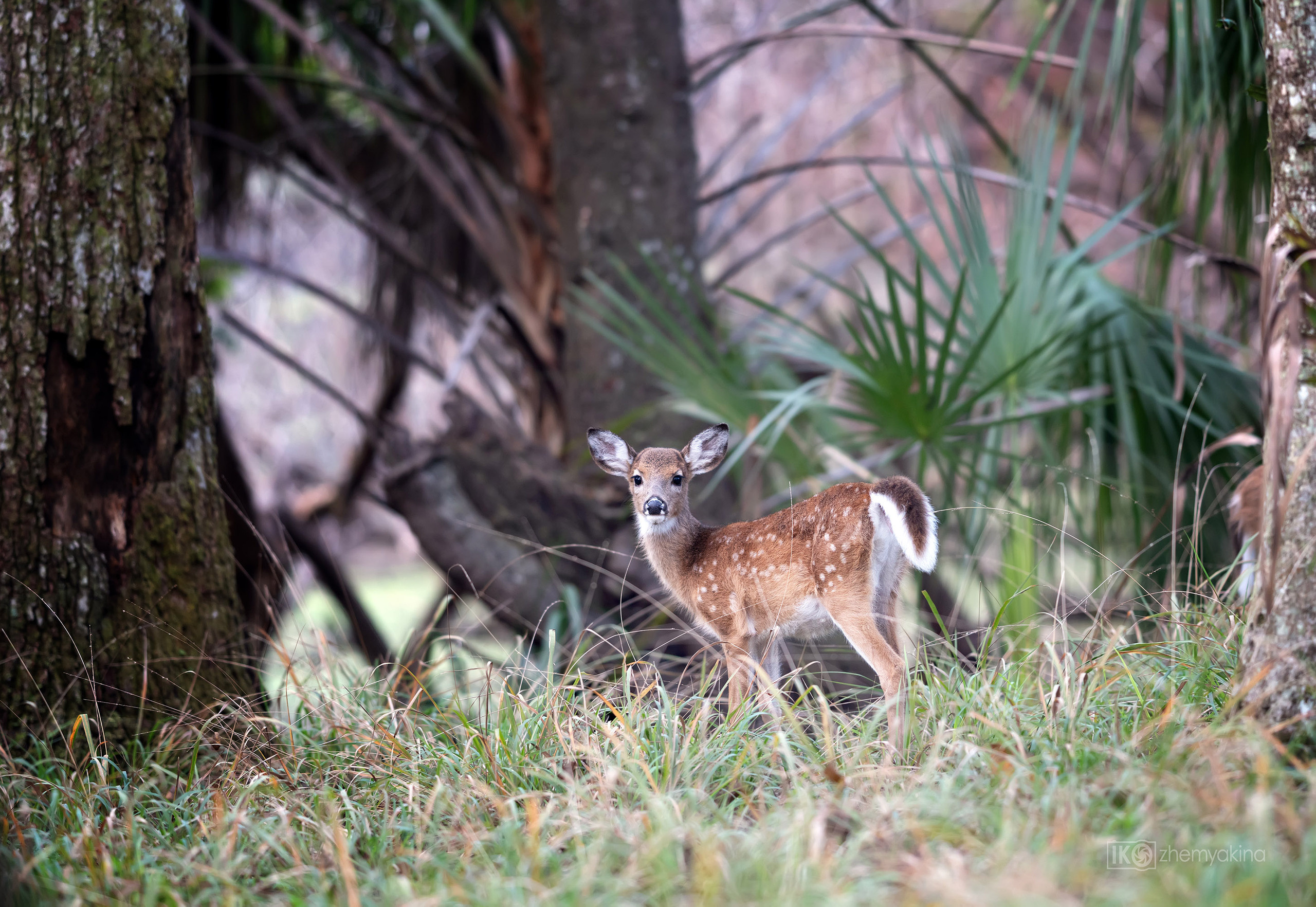 Manatee Springs State Park. Photographer Irina Kozhemyakina. Houston