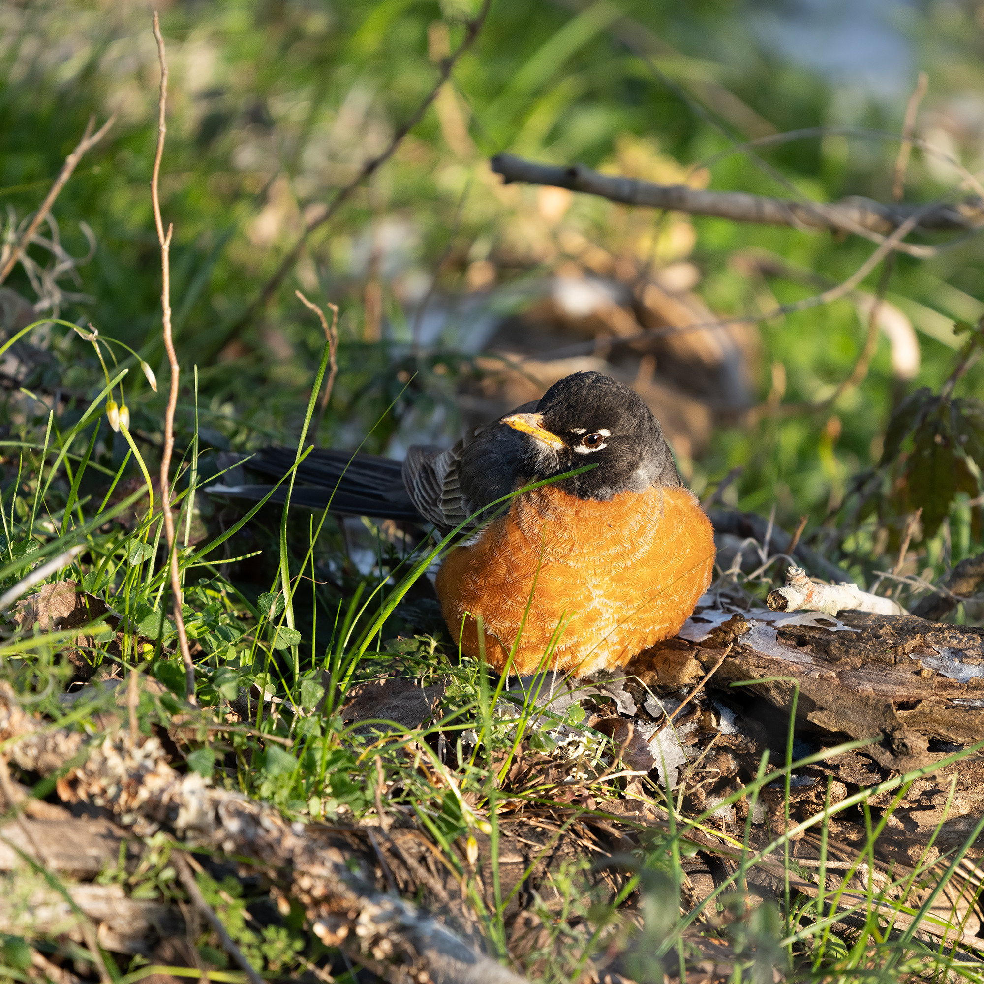 Brazos Bend State Park — Texas Parks and Wildlife. Photographer Irina Kozhemyakina. Houston