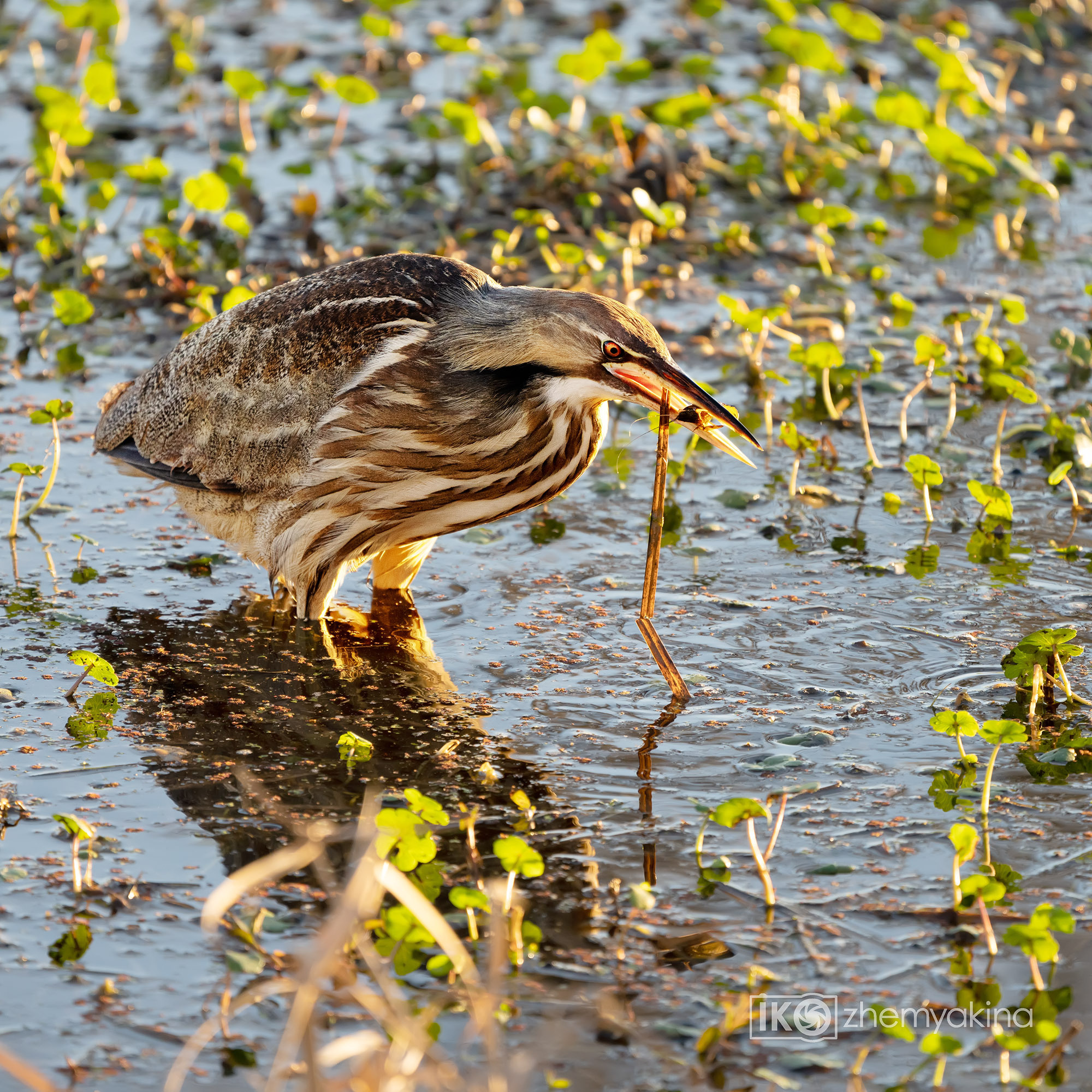 Brazos Bend State Park — Texas Parks and Wildlife. Photographer Irina Kozhemyakina. Houston