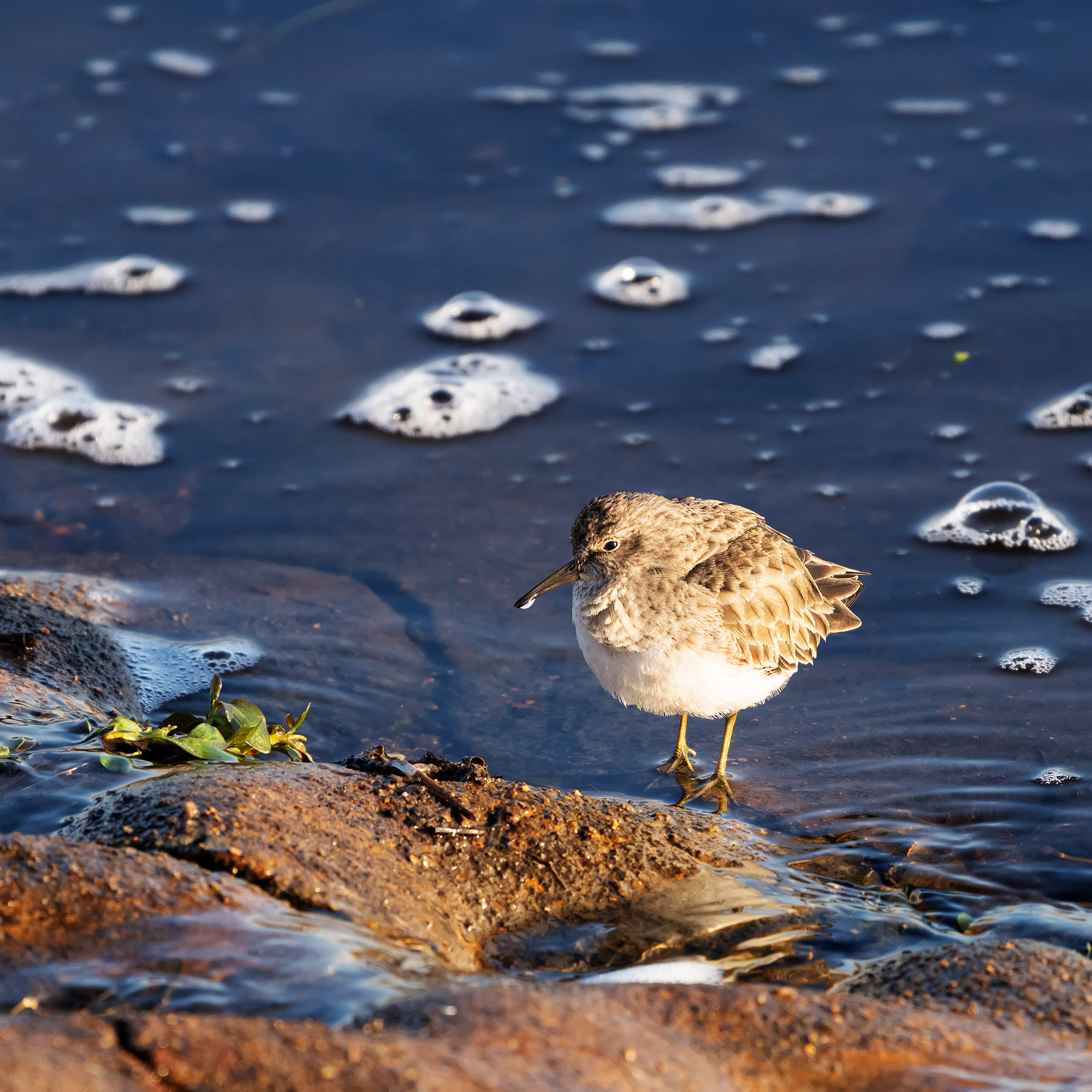 Brazos Bend State Park — Texas Parks and Wildlife. Photographer Irina Kozhemyakina. Houston