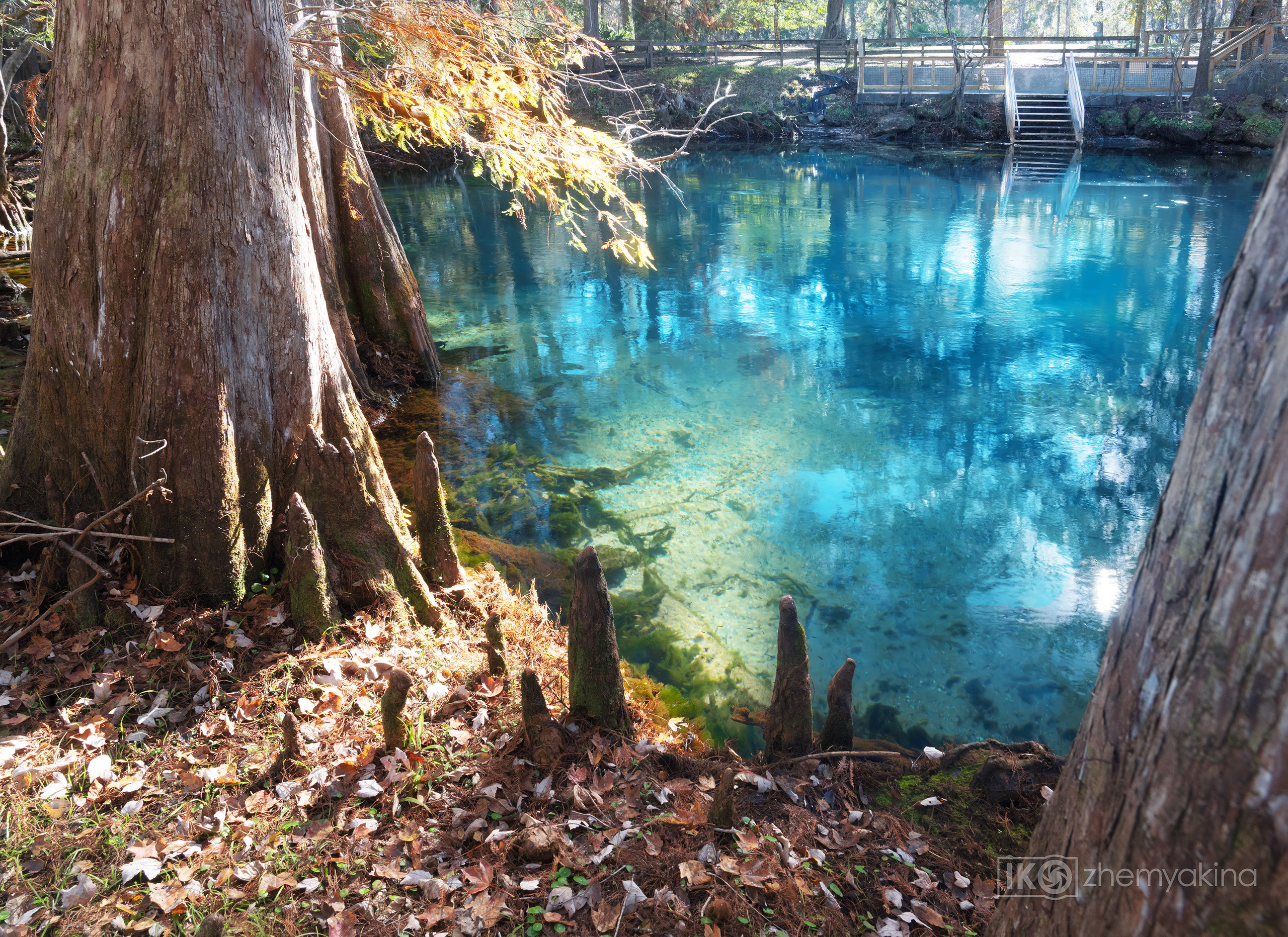 Manatee Springs State Park. Photographer Irina Kozhemyakina. Houston