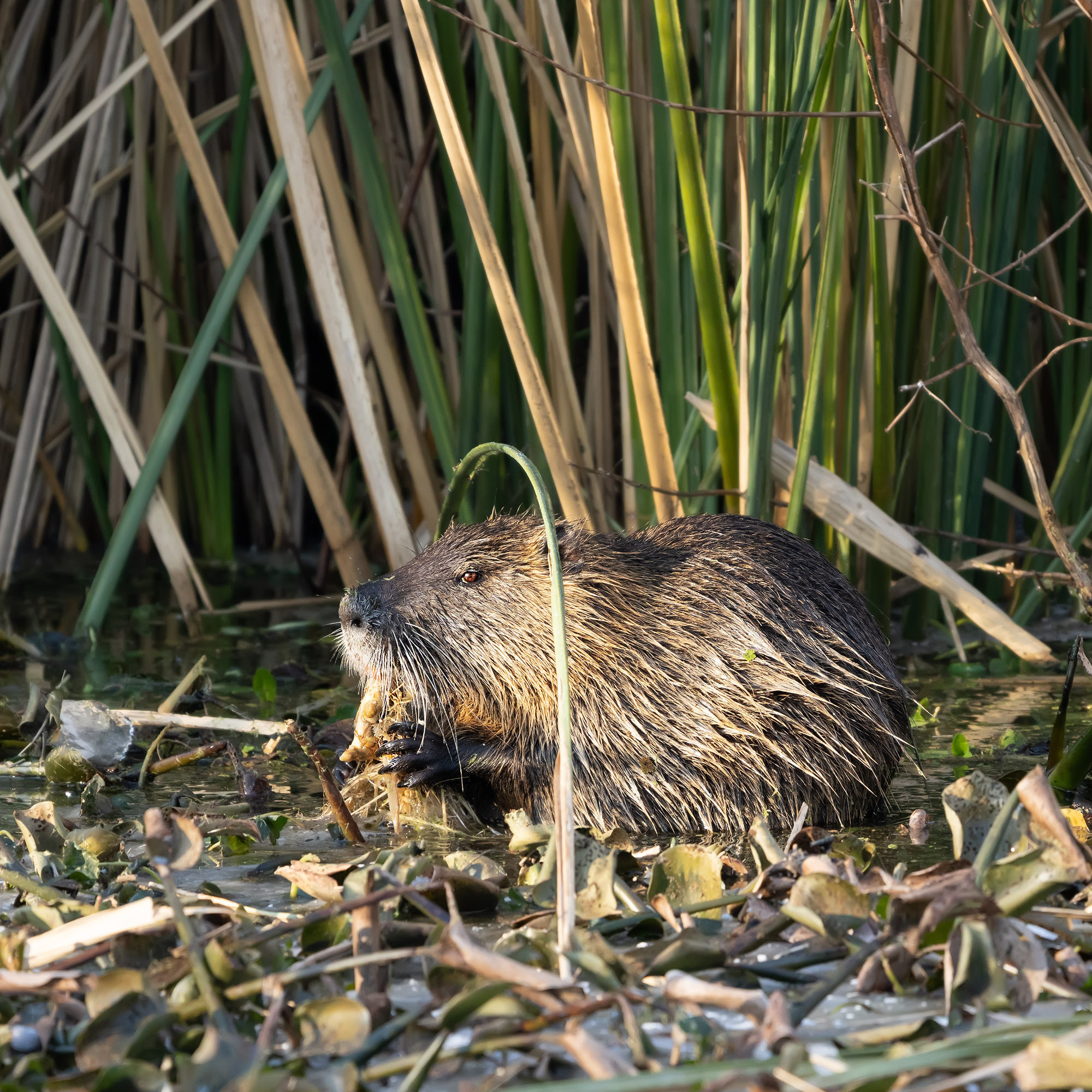 Brazos Bend State Park — Texas Parks and Wildlife. Photographer Irina Kozhemyakina. Houston