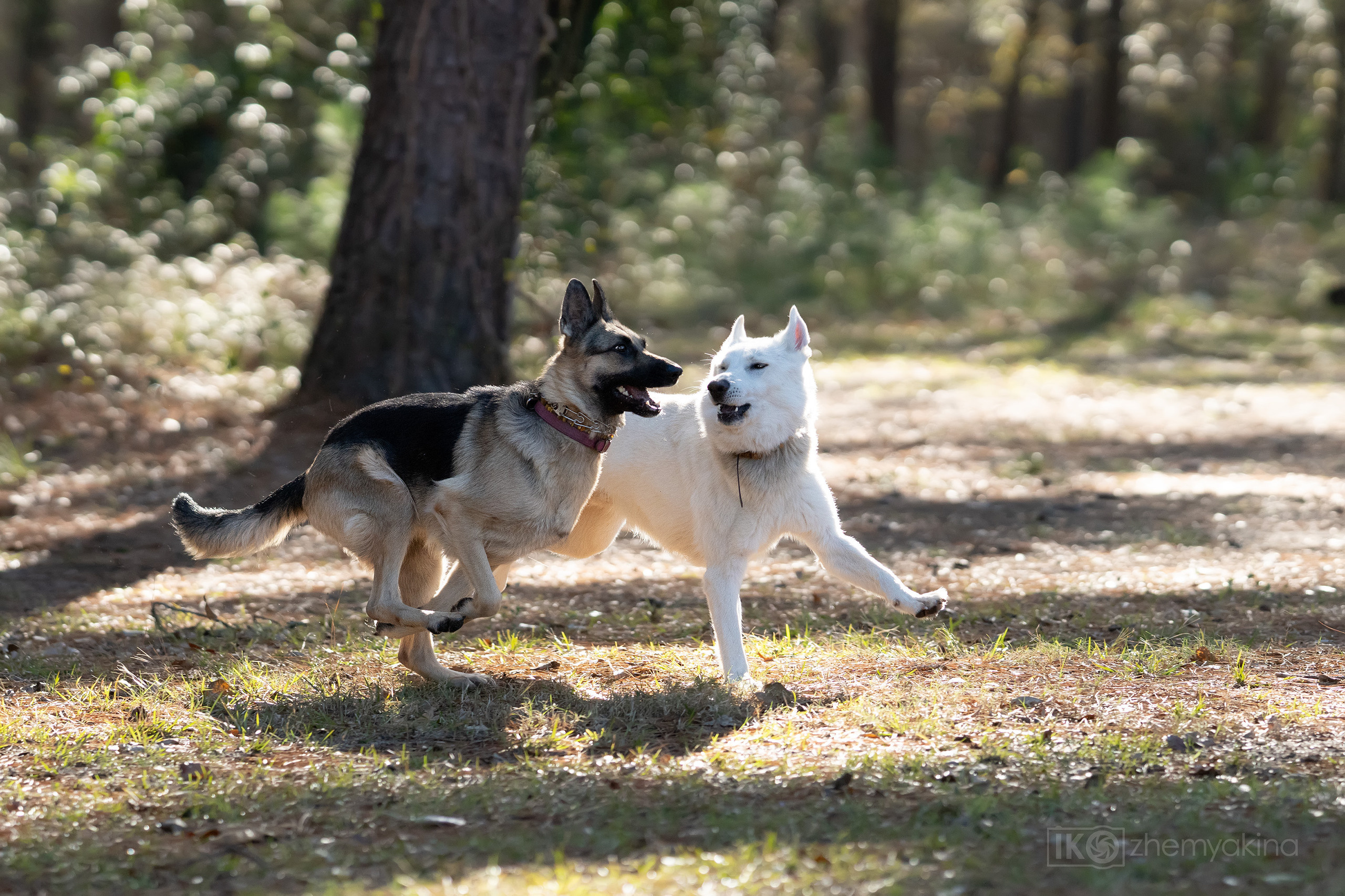 Two shepherd dogs and a ball. Photographer Irina Kozhemyakina. Houston