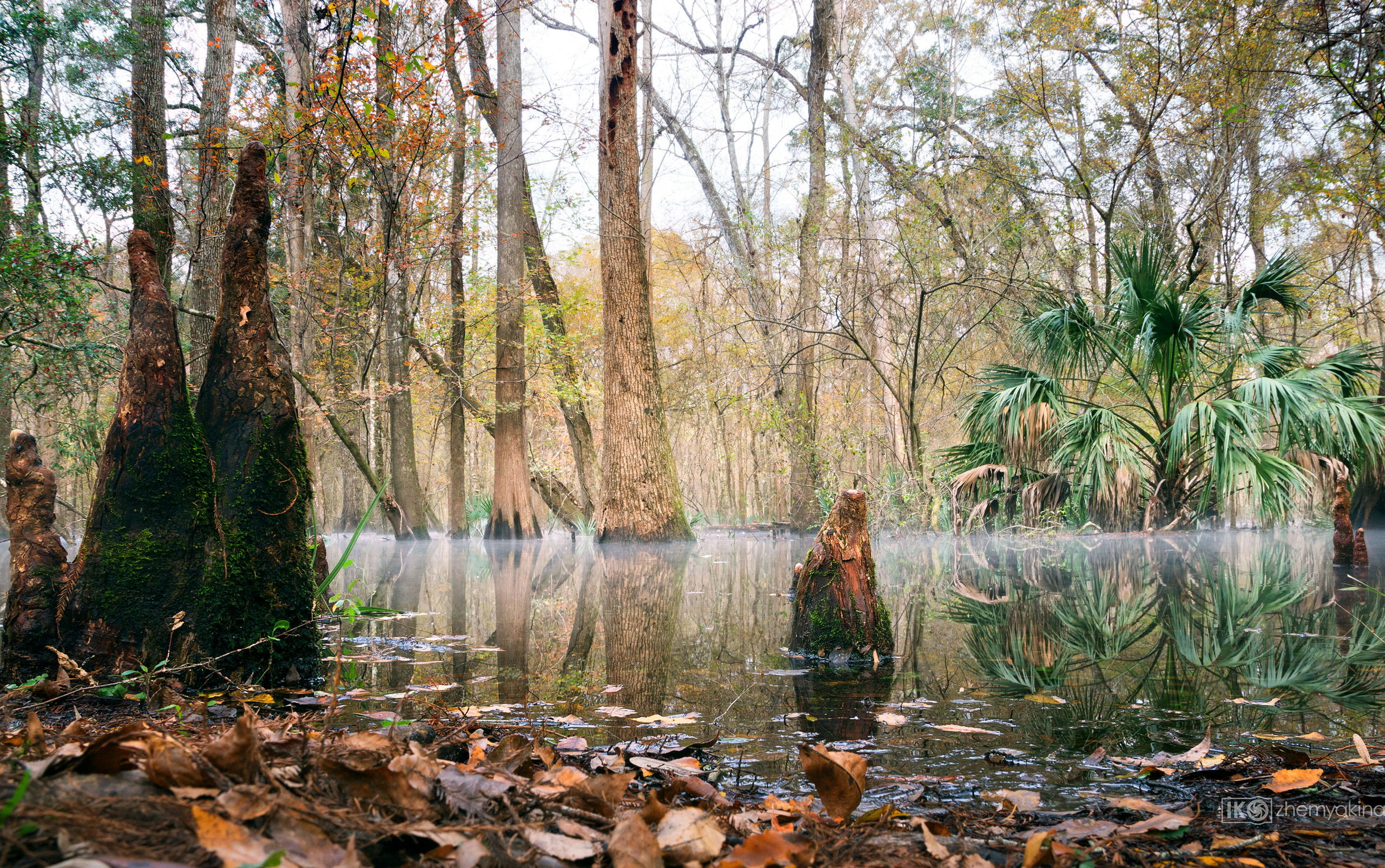 Gilchrist Blue Springs State Park. Photographer Irina Kozhemyakina. Houston