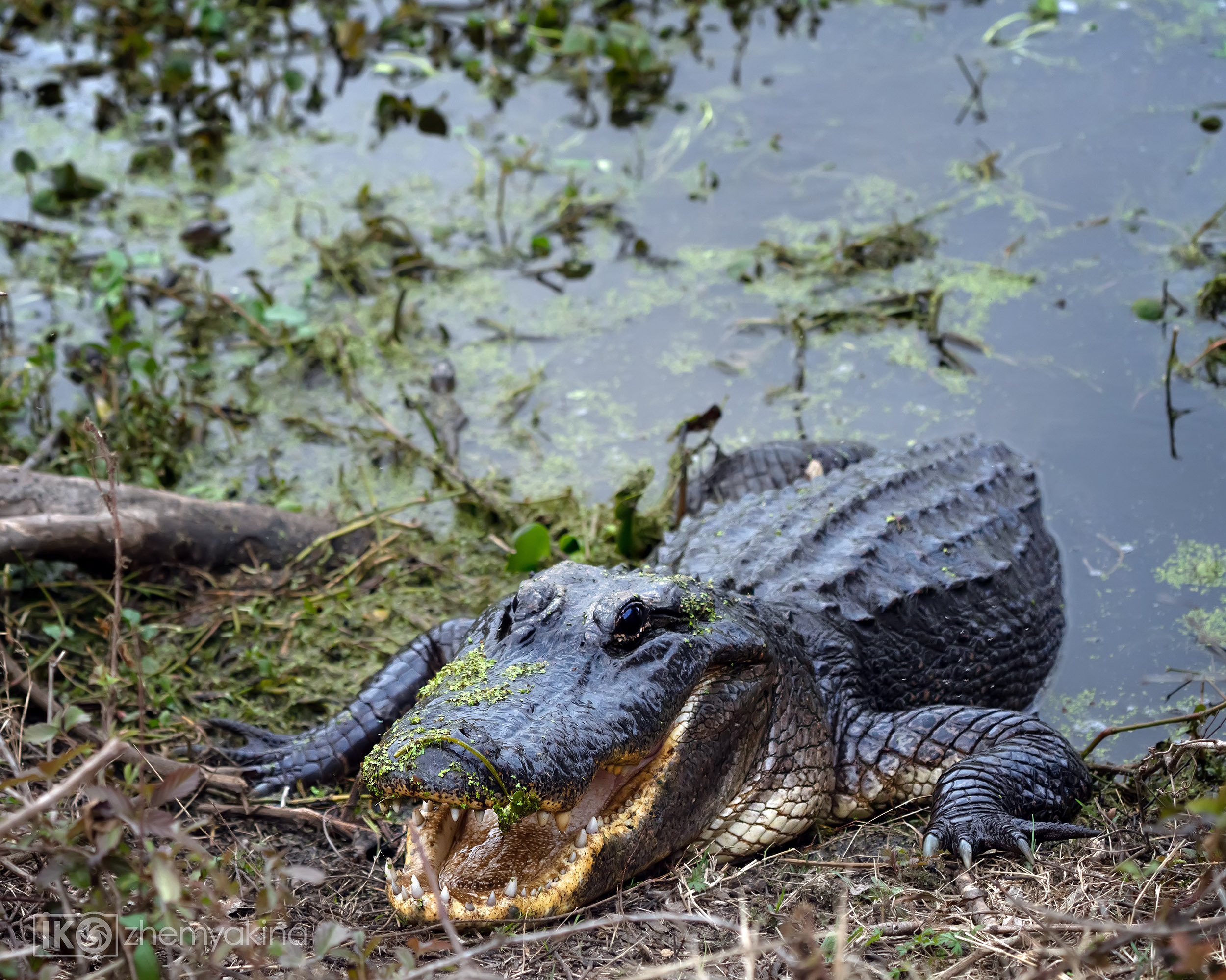 Brazos Bend State Park — Texas Parks and Wildlife. Photographer Irina Kozhemyakina. Houston