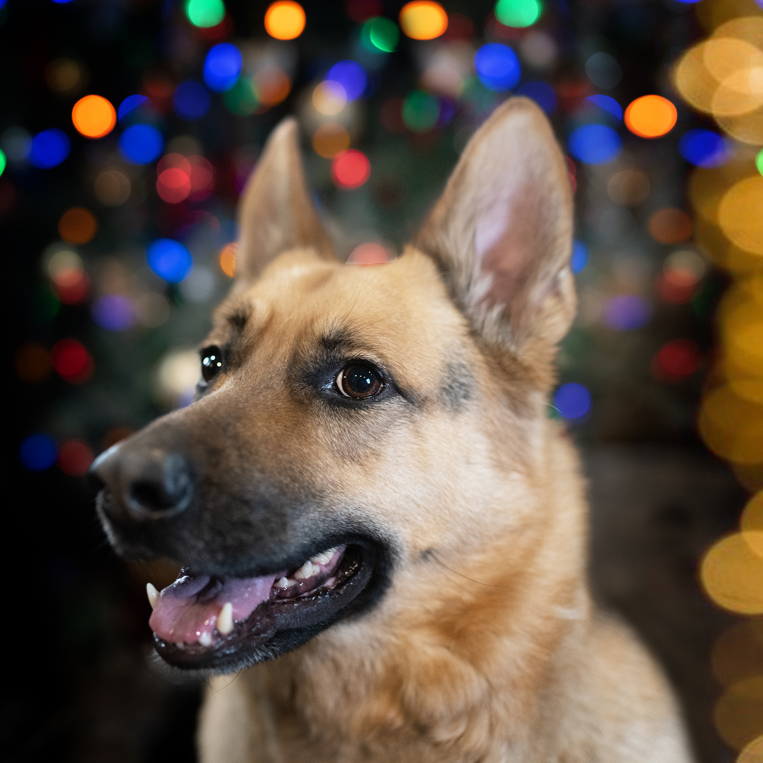 New Year’s shooting dogs. Photographer Irina Kozhemyakina. Houston