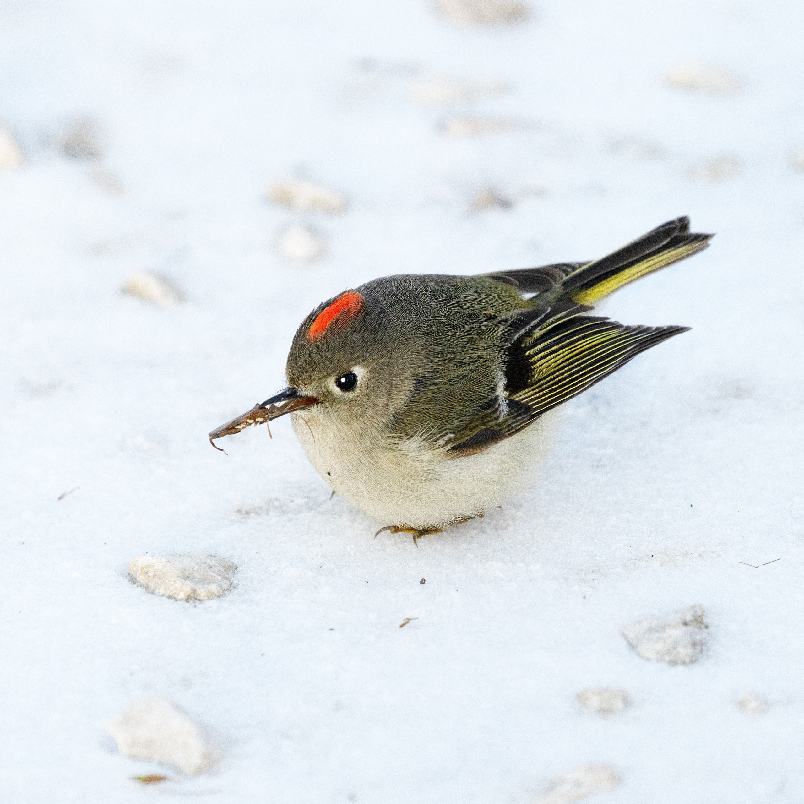 Brazos Bend State Park — Texas Parks and Wildlife. Photographer Irina Kozhemyakina. Houston