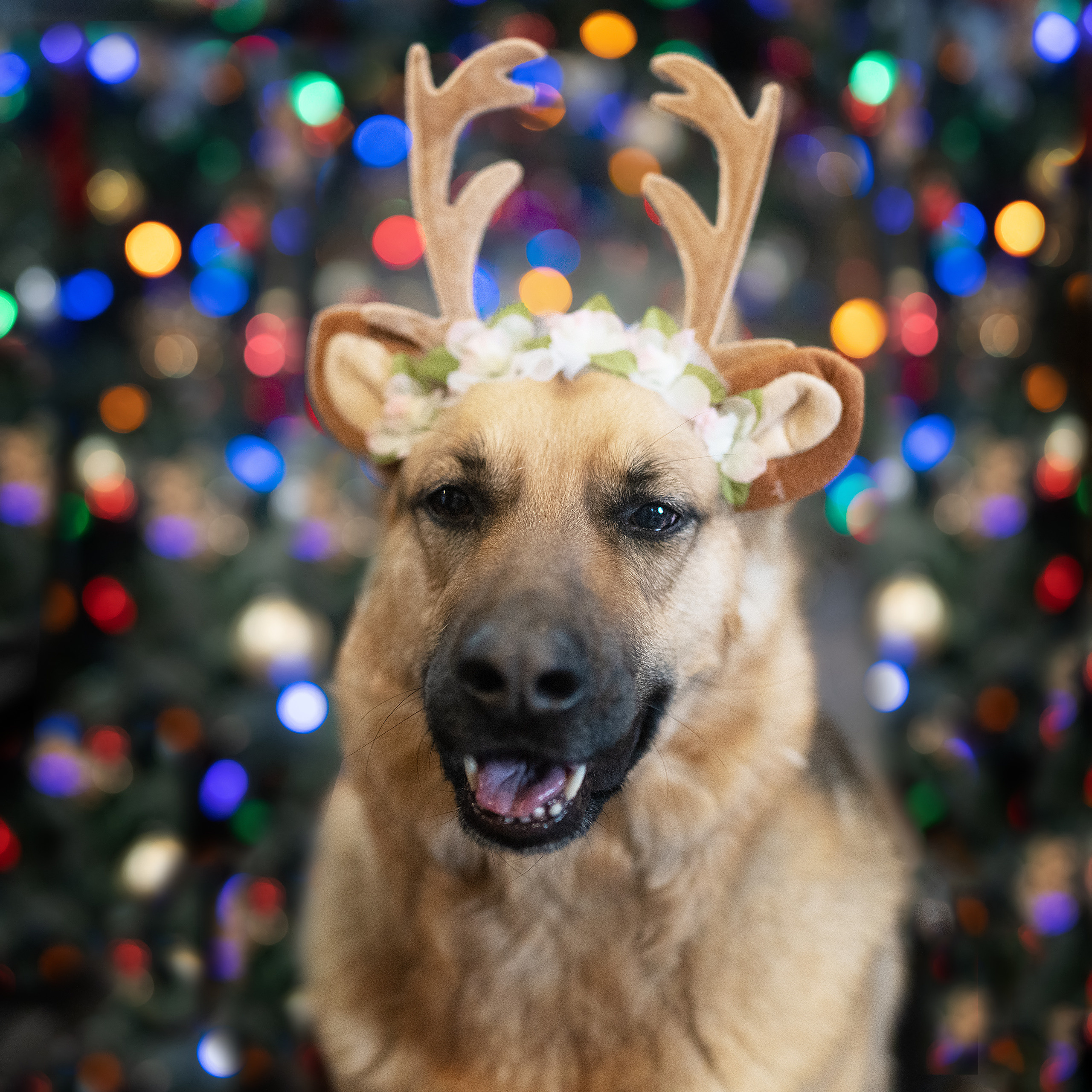 New Year’s shooting dogs. Photographer Irina Kozhemyakina. Houston