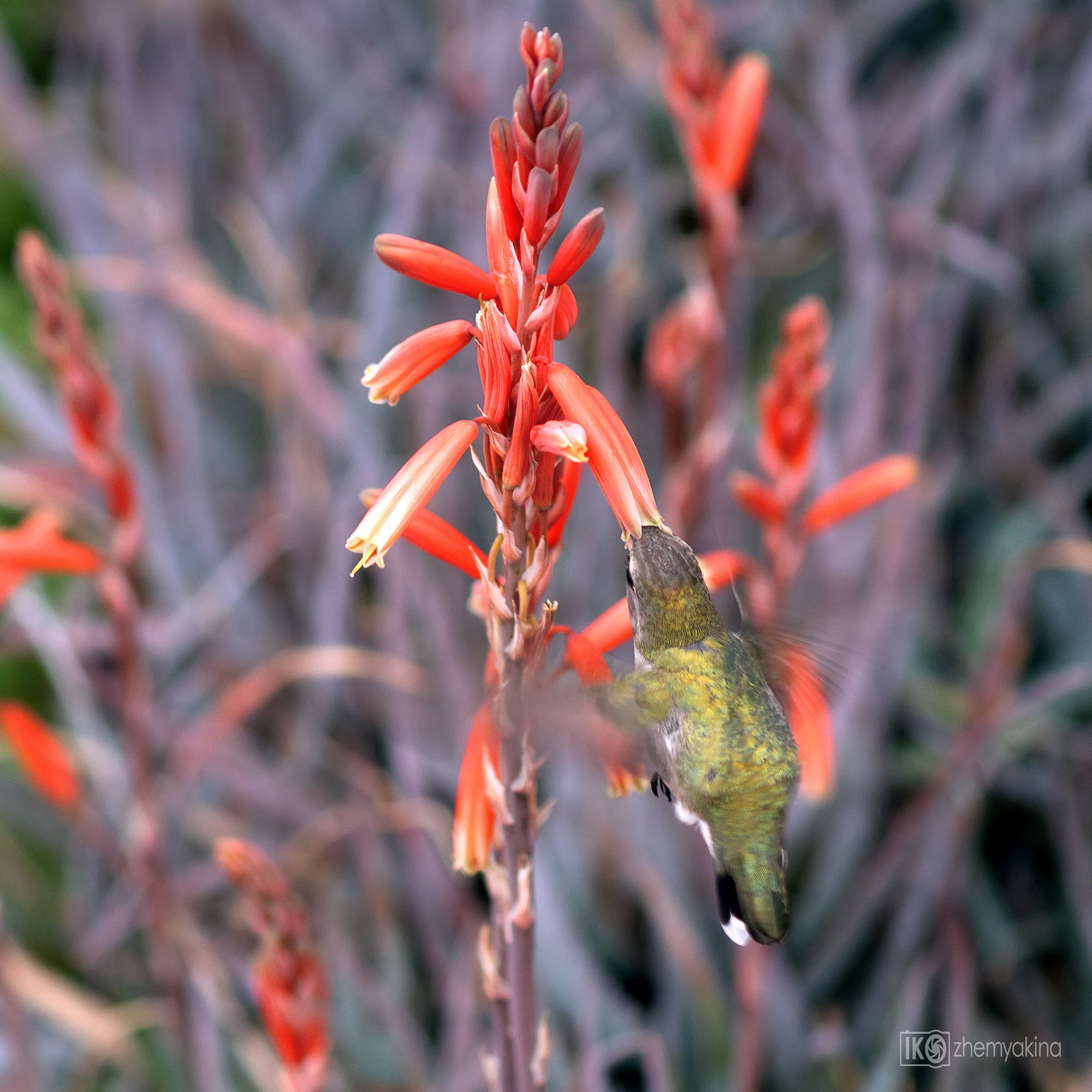 hummingbird; bird; nature; wildlife; green; animal; flower; background; wild; small; tropical; beautiful; forest; wing; america