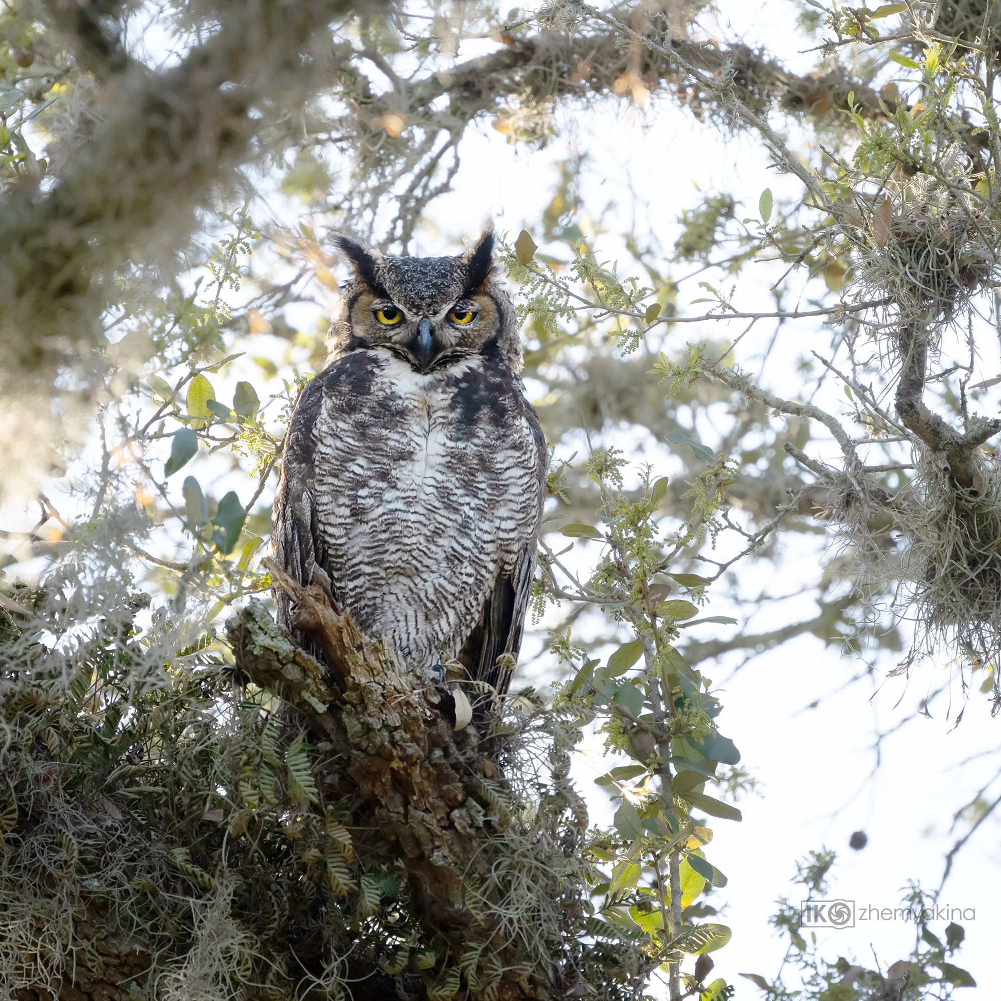 Brazos Bend State Park — Texas Parks and Wildlife. Photographer Irina Kozhemyakina. Houston