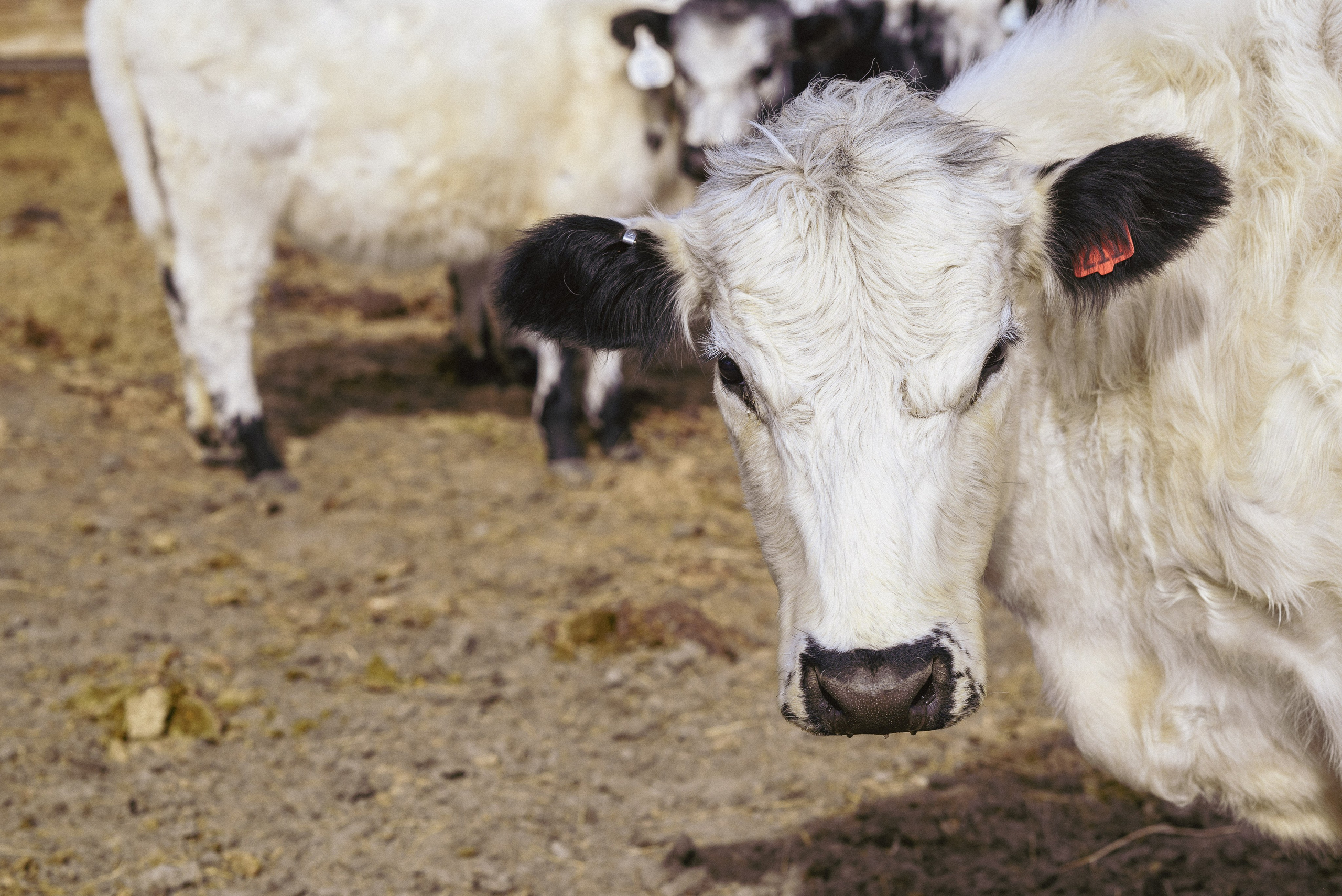 Farm animals. Victoria Lyubchenko — fine art photography in Bismarck, ND