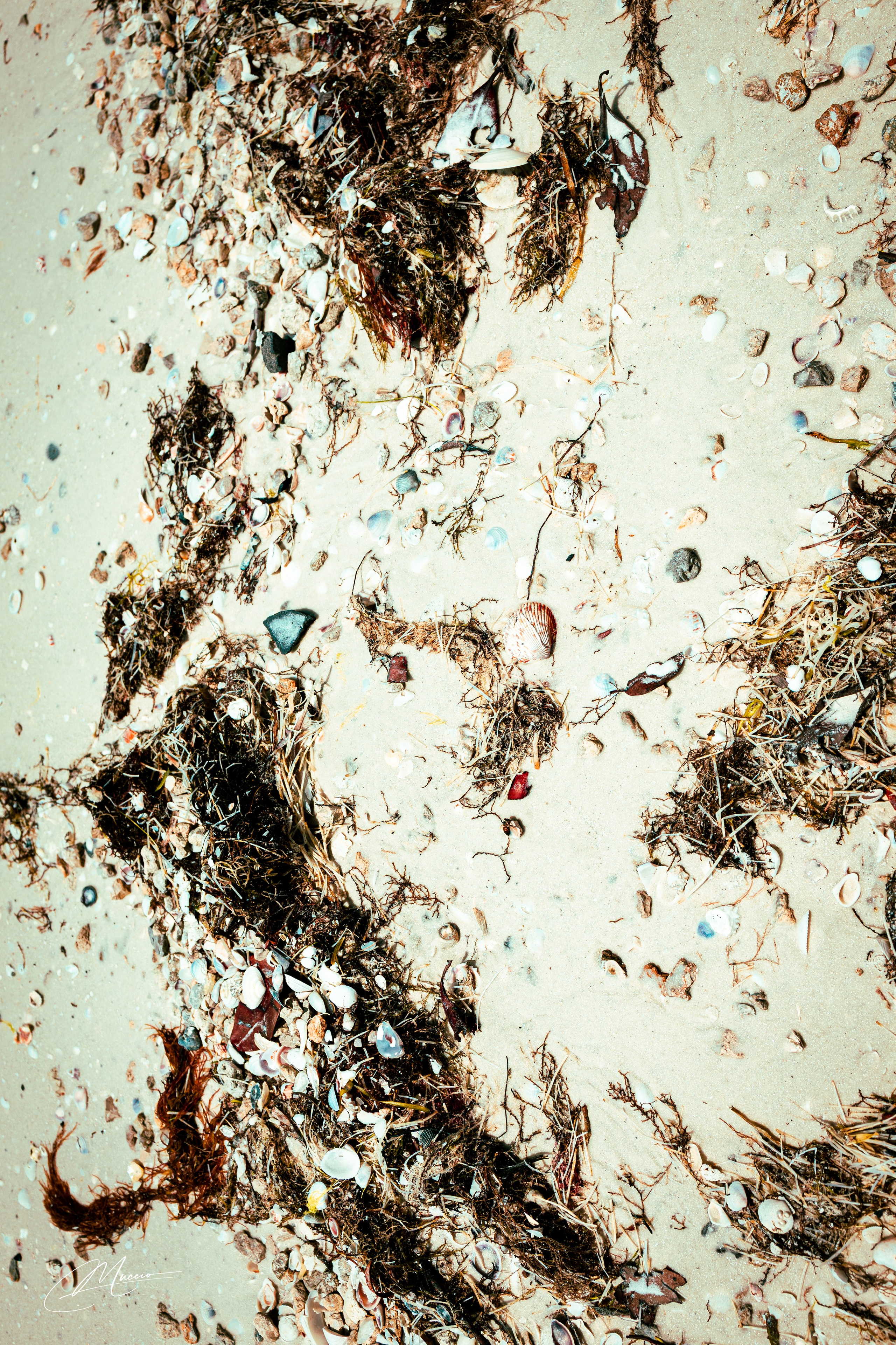 Florida Man — Fort Myers Walkabout. Out and About 239