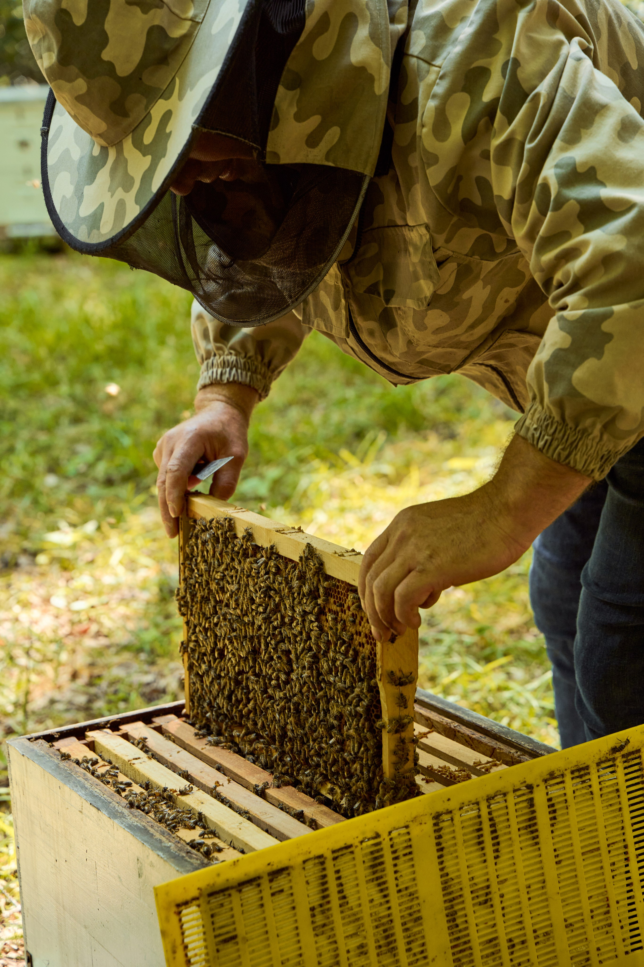 Apifera. Привет