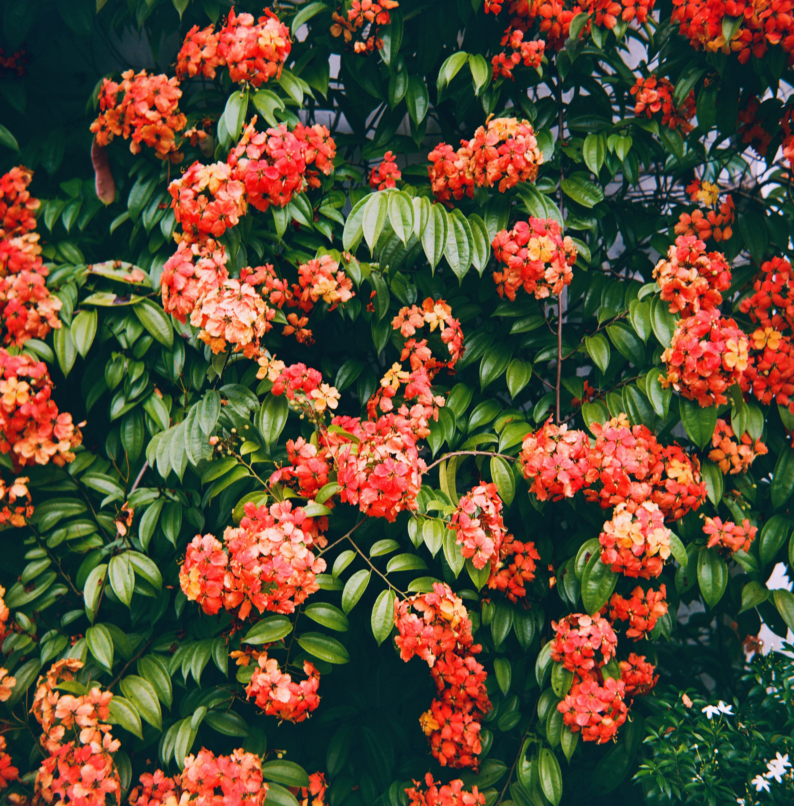 KL Orchid Garden | Barely Somewhere Studio