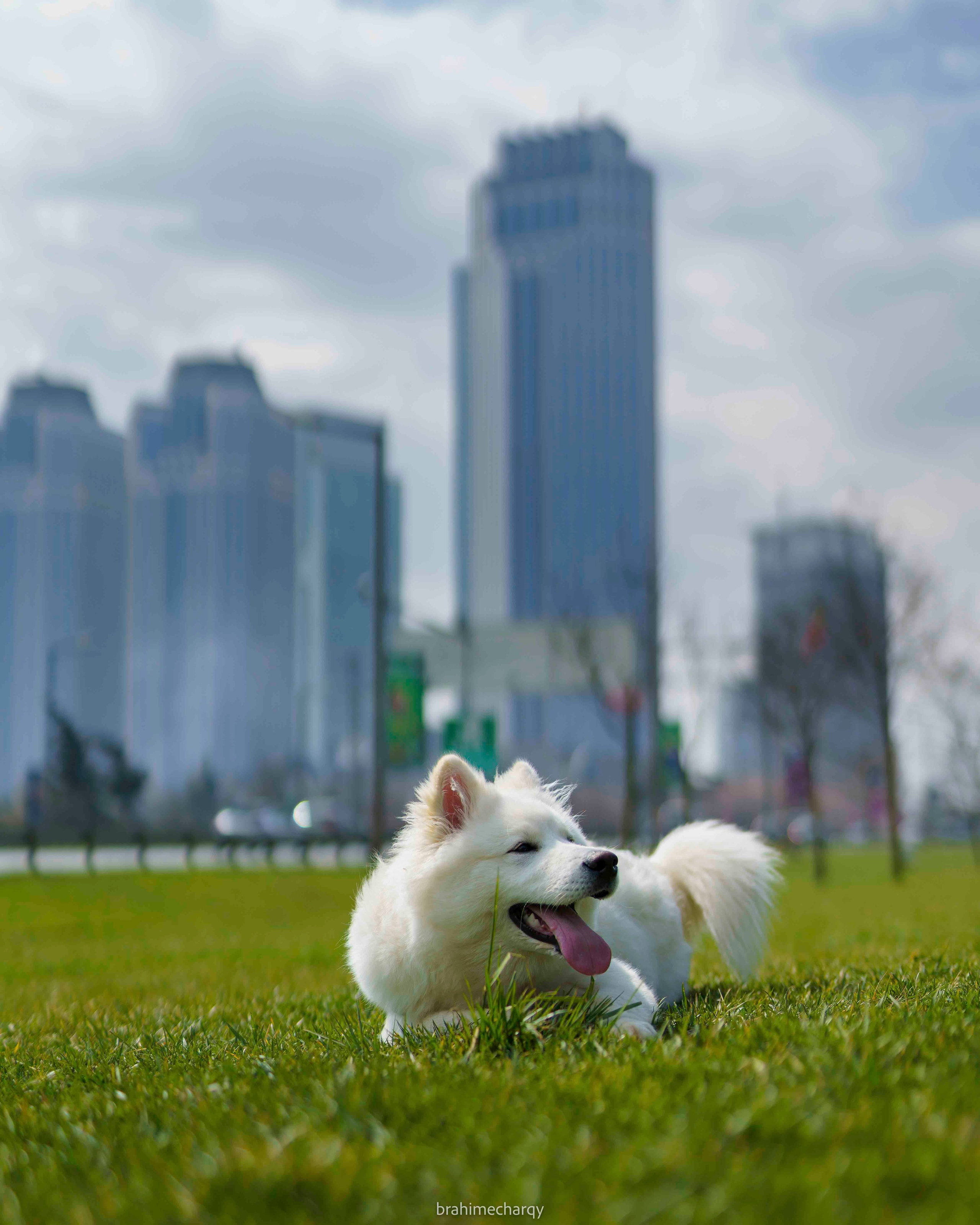 Фото. Брахим — фотограф